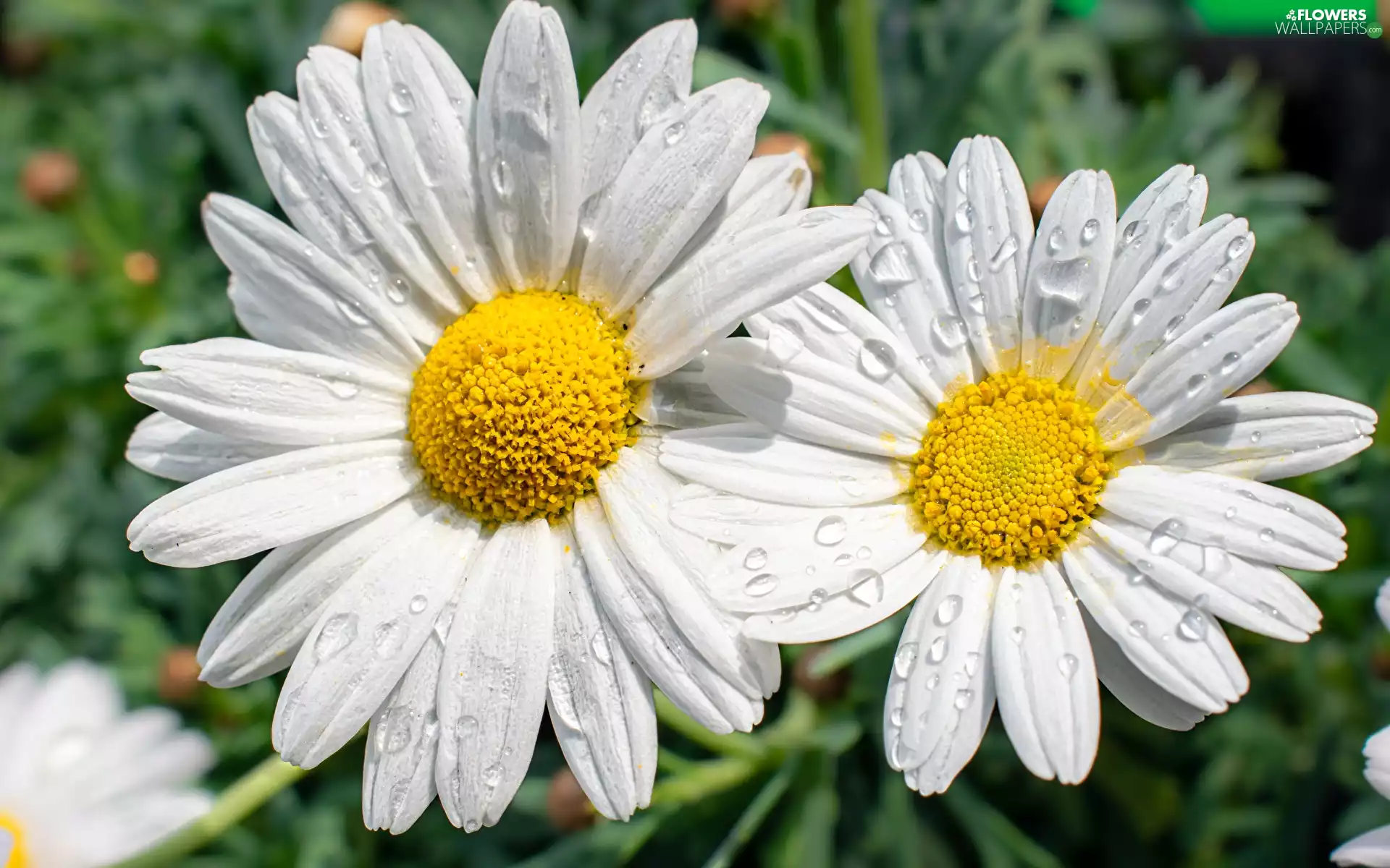 drops, water, White, daisy, Flowers