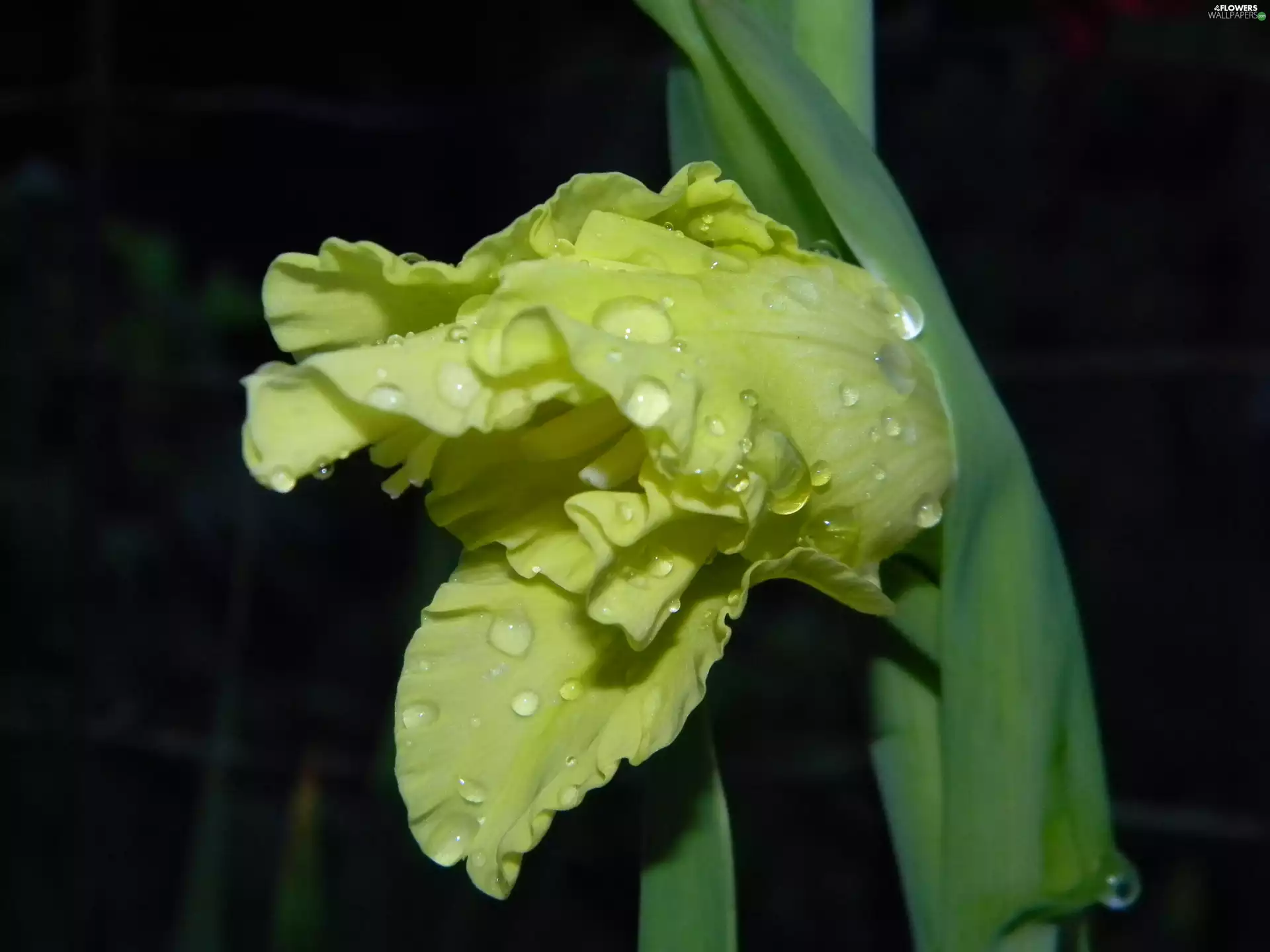 Yellow, drops, water, gladiolus