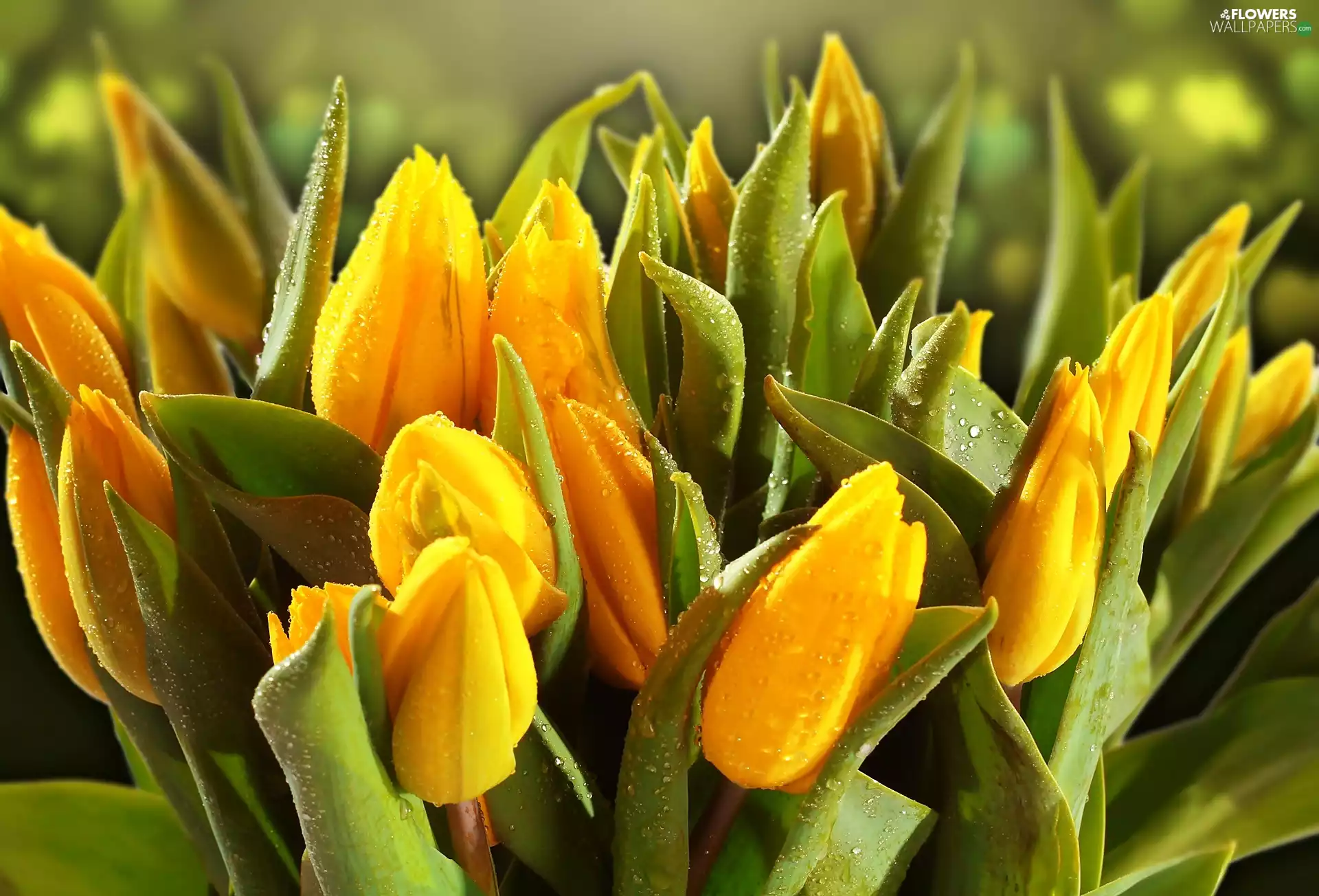 Yellow, drops, water, Tulips