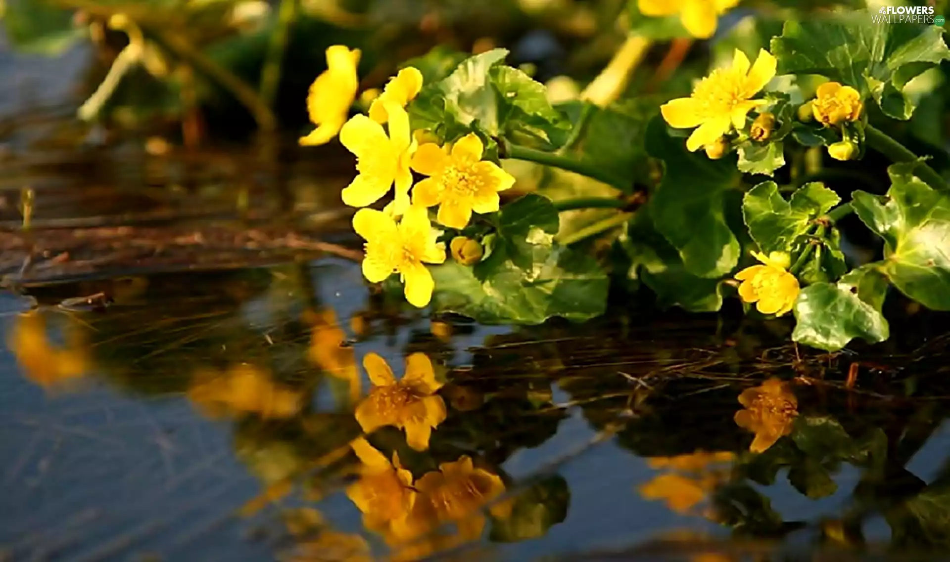 water, Flowers, Yellow