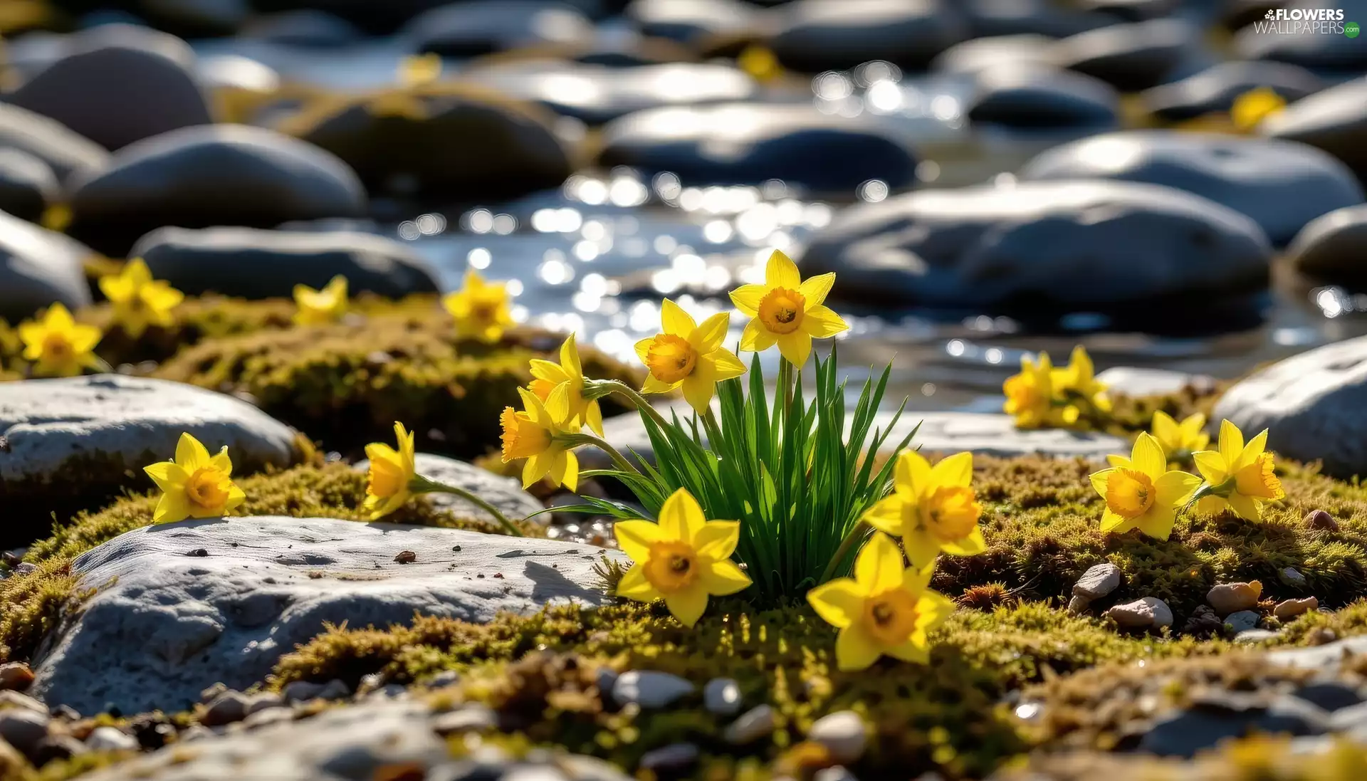 Jonquil, Flowers, Moss, water, Stones, Yellow