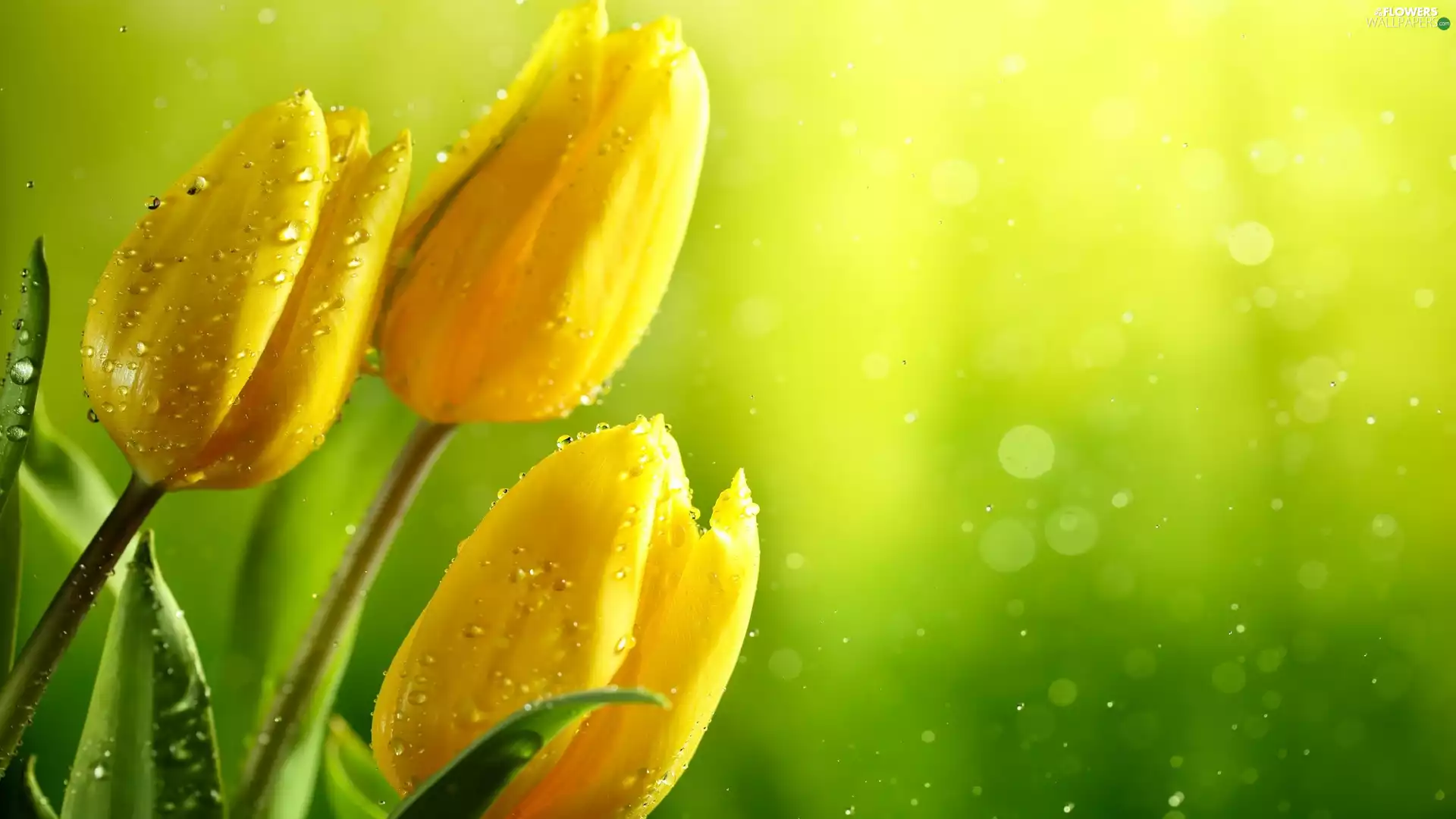 drops, water, Yellow, Tulips, Three