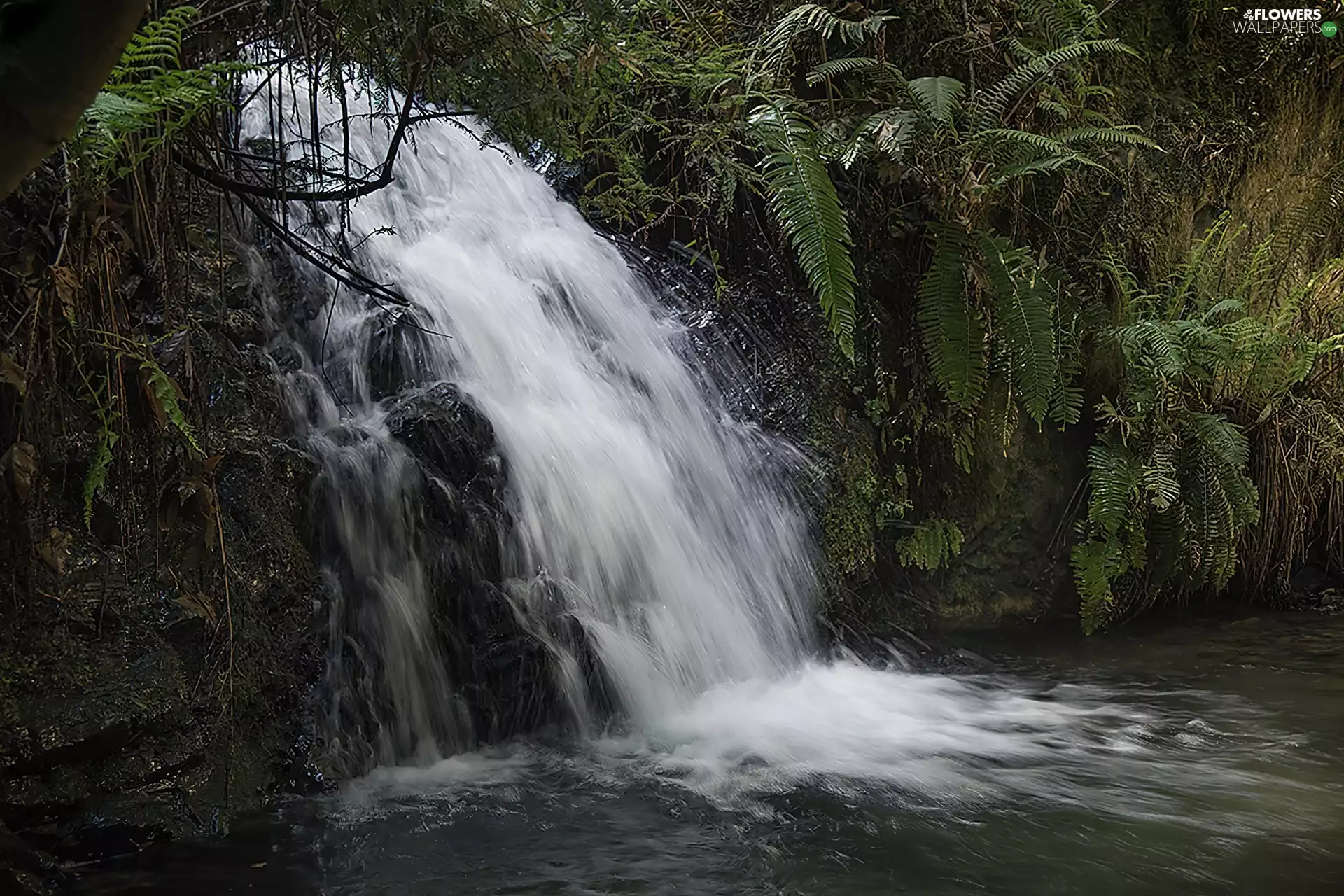 waterfall, fern