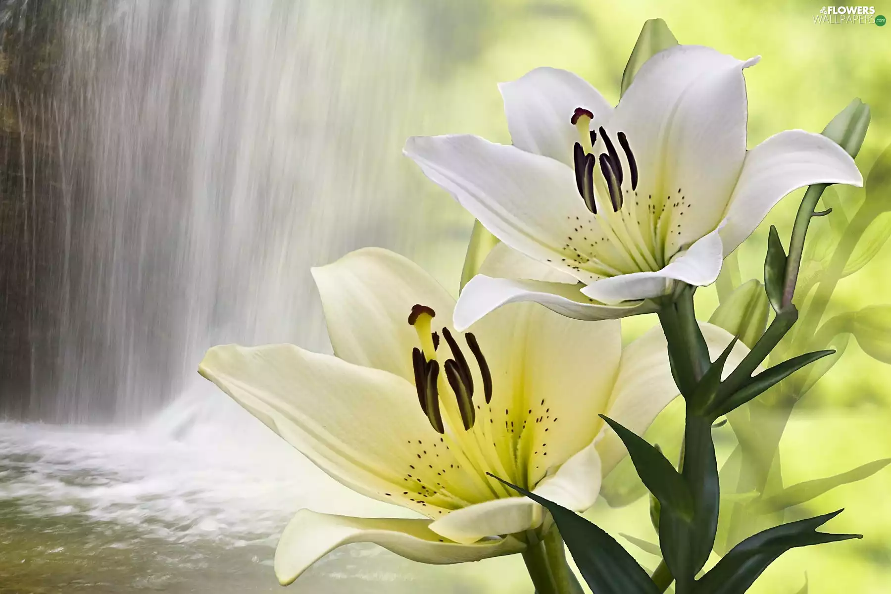 waterfall, White, lilies