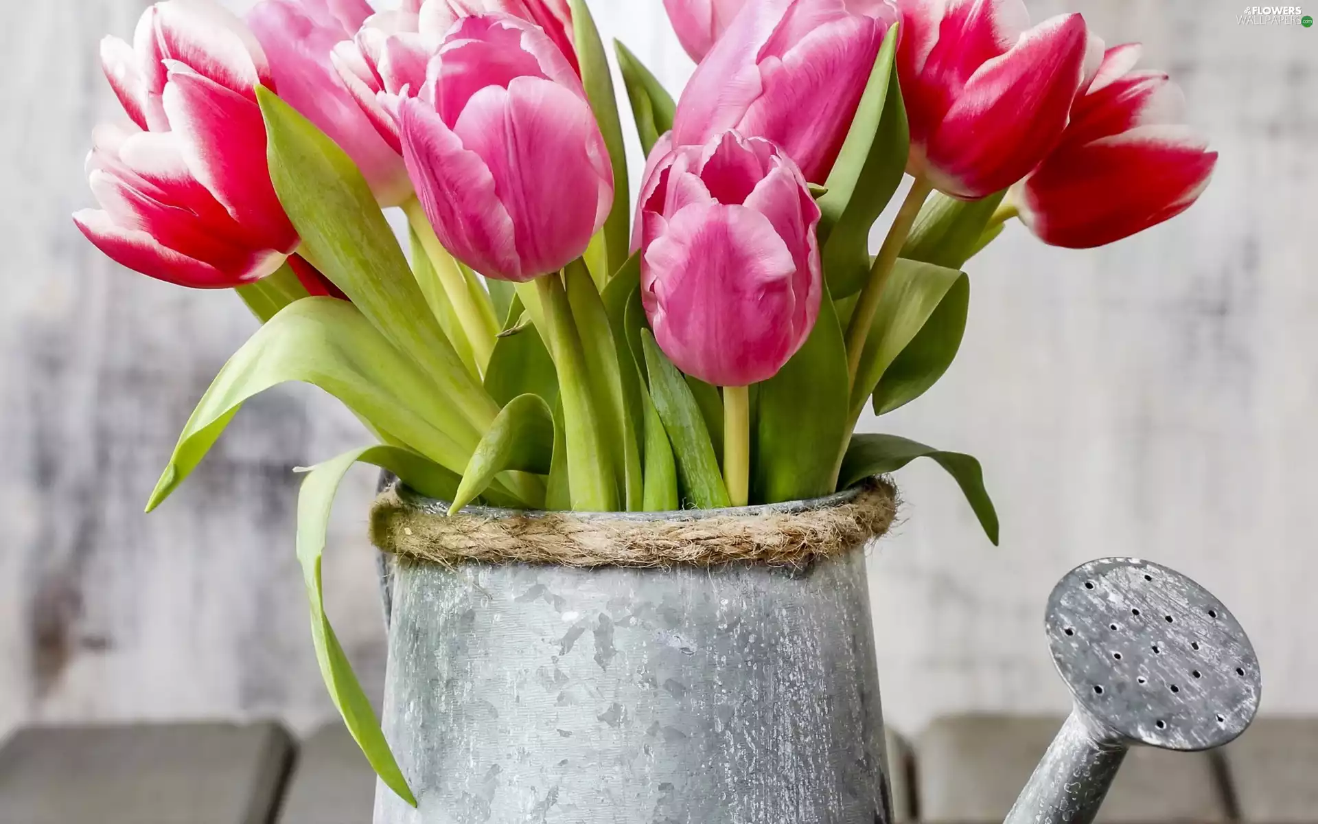 Flowers, Tulips, Watering Can, bouquet