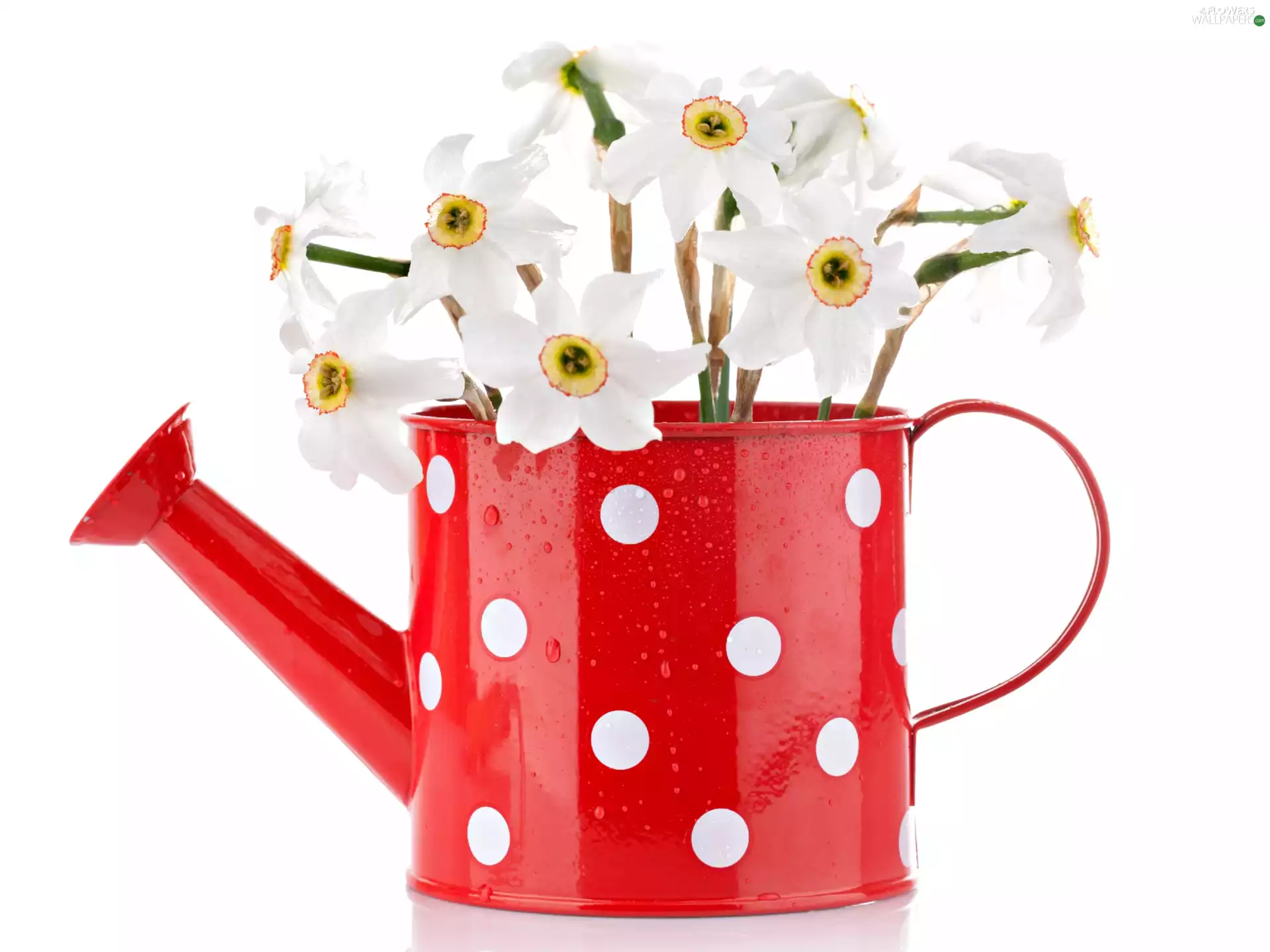 White, peas, red hot, watering can, narcissus