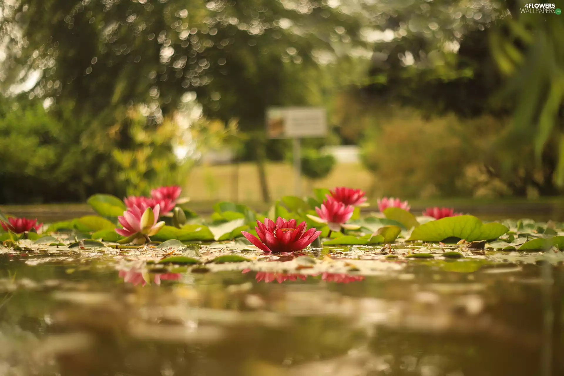 Flowers, Leaf, Nenufary, Waterlily, Water lilies