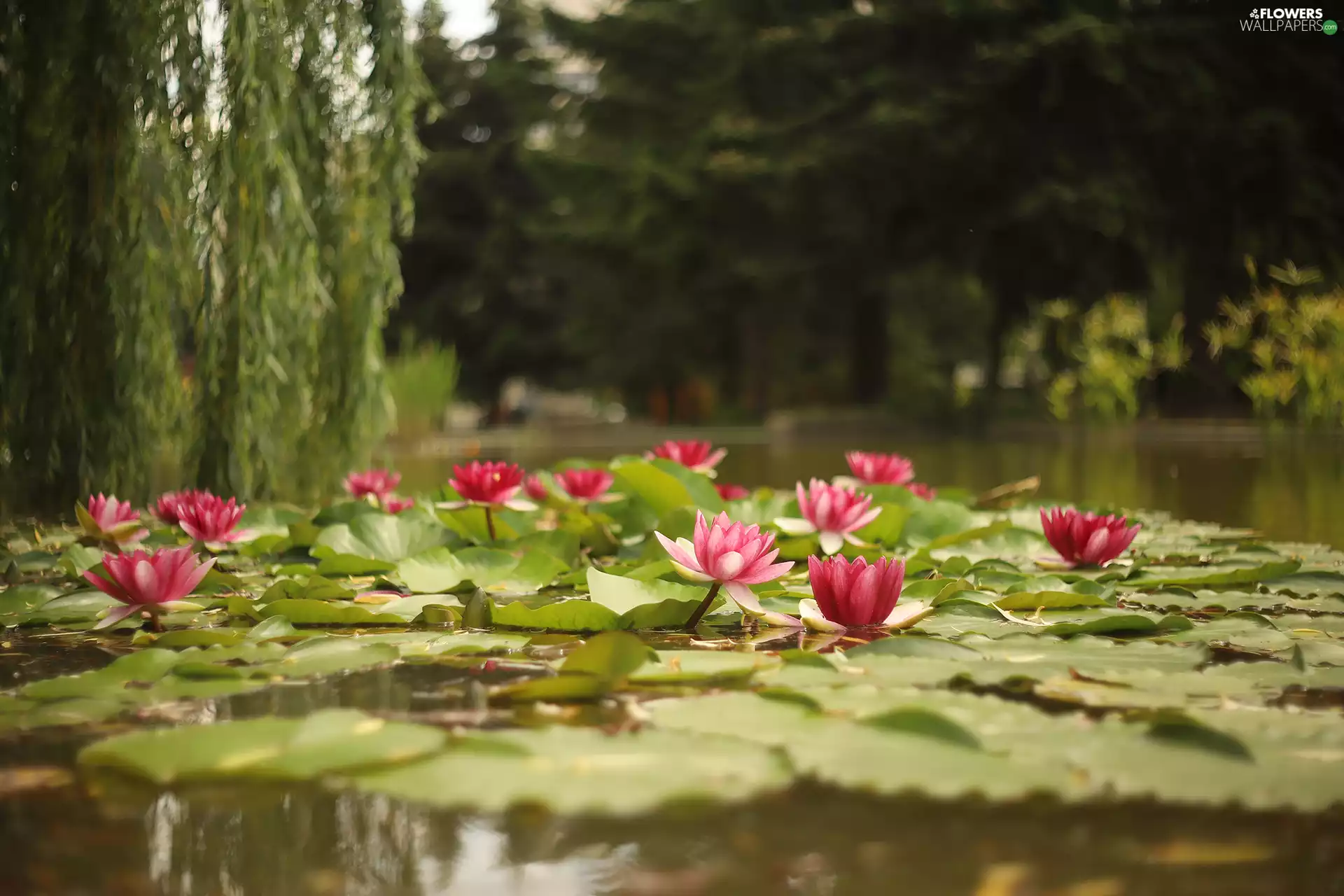 Flowers, Leaf, Nenufary, Waterlily, Water lilies
