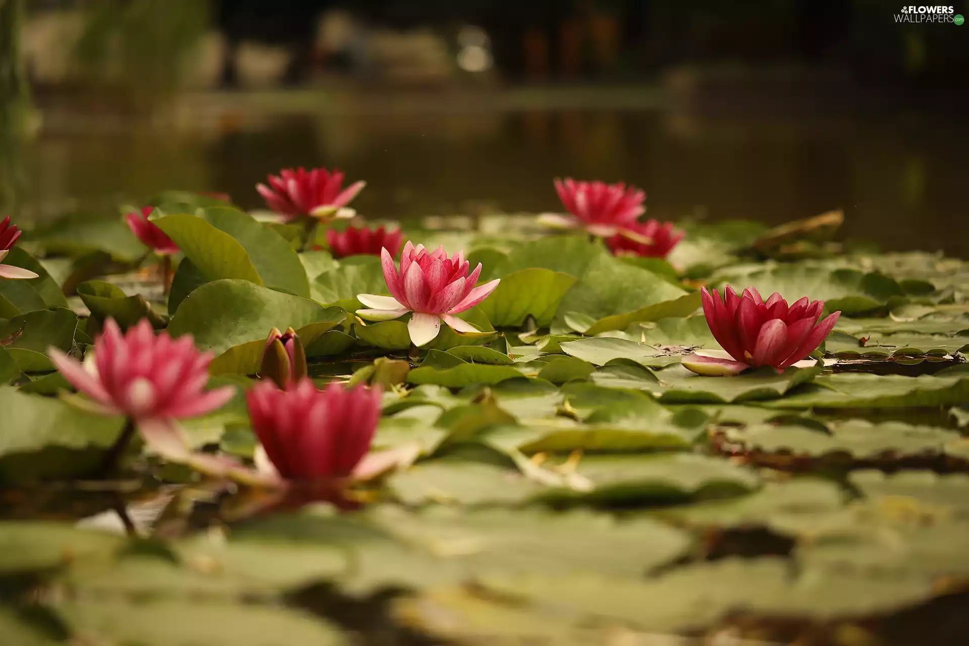 Flowers, rapprochement, Nenufary, Waterlily, Water lilies