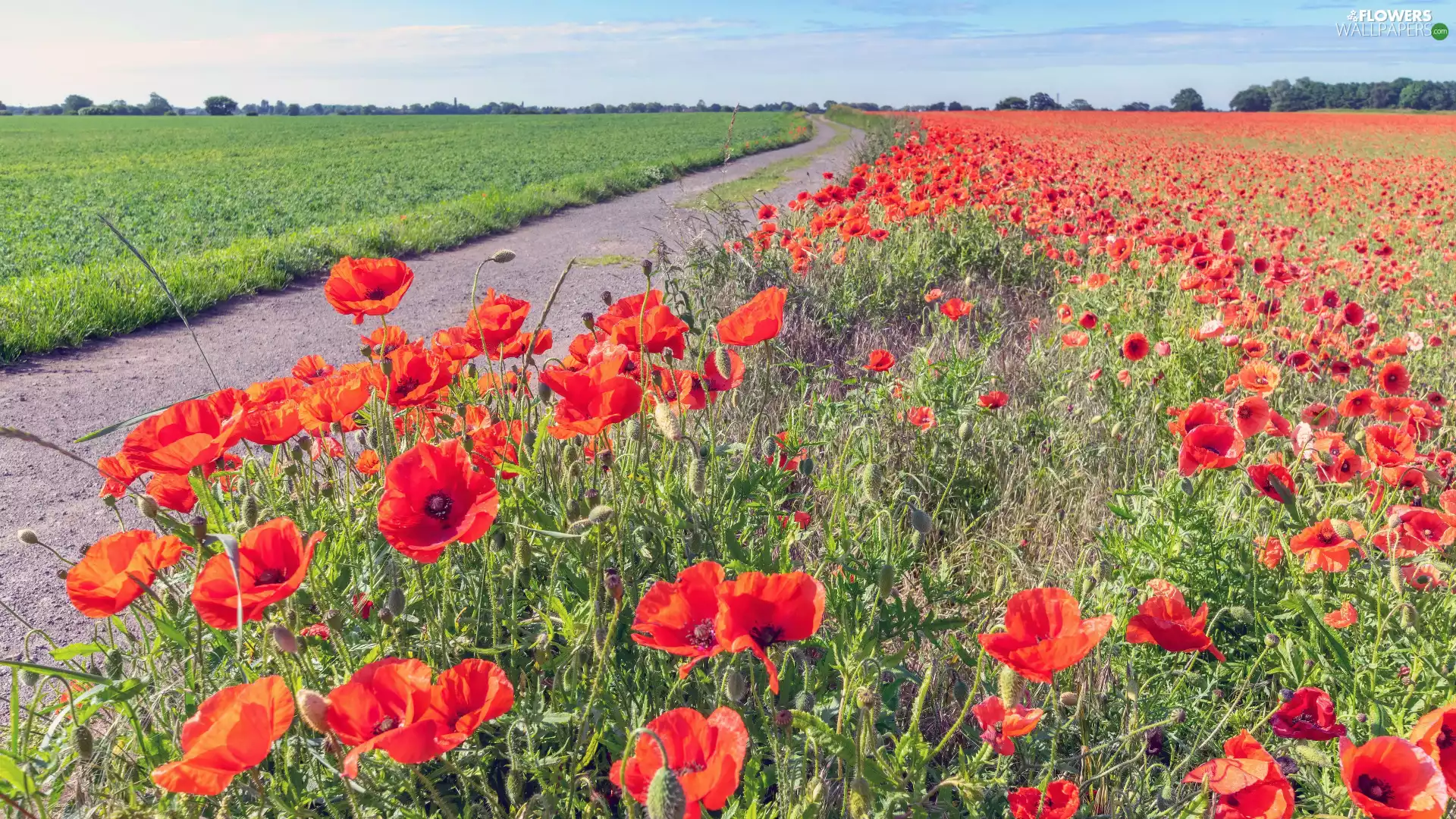 Way, papavers, Field