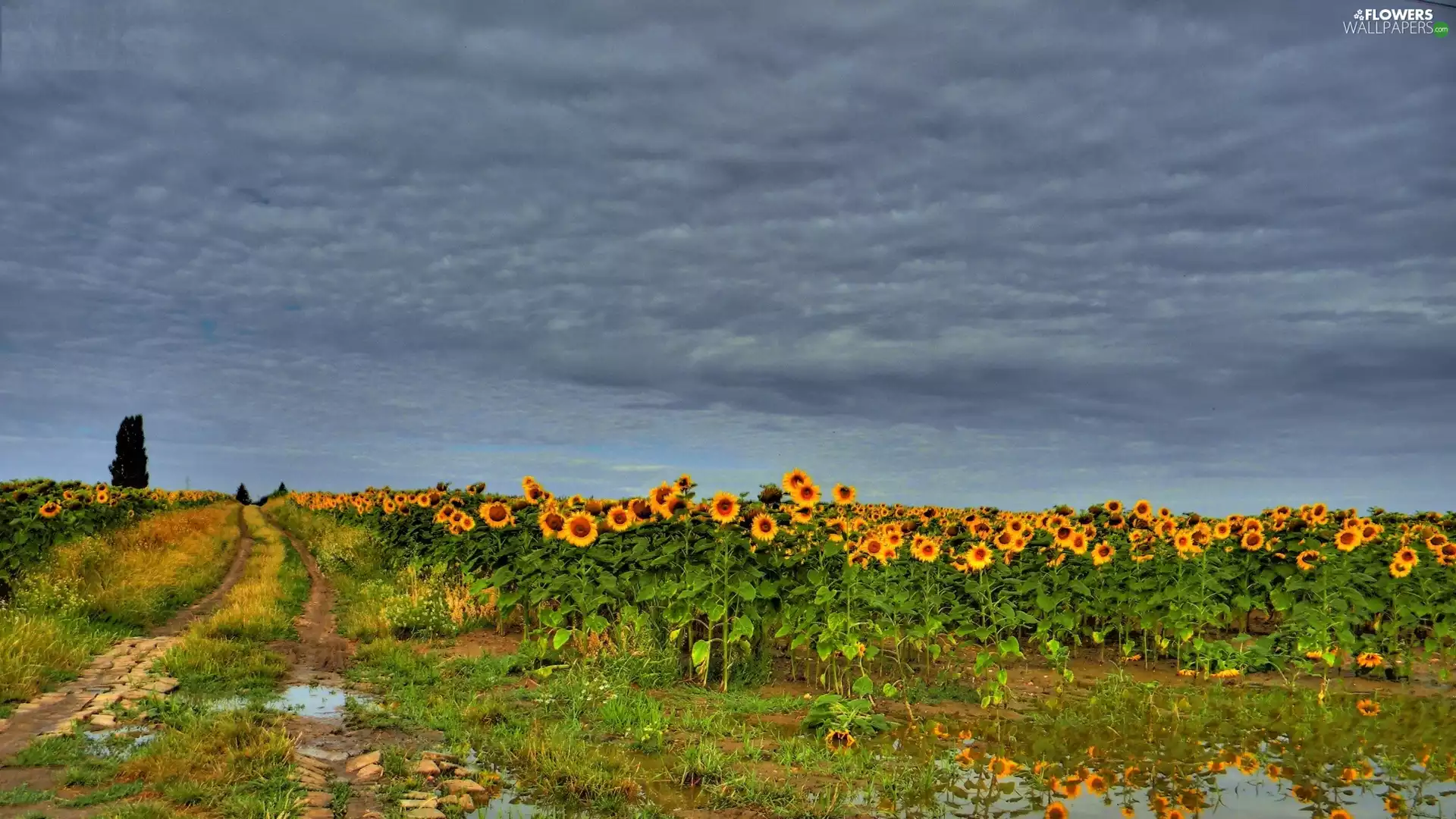 Field, Puddles, Way, Nice sunflowers