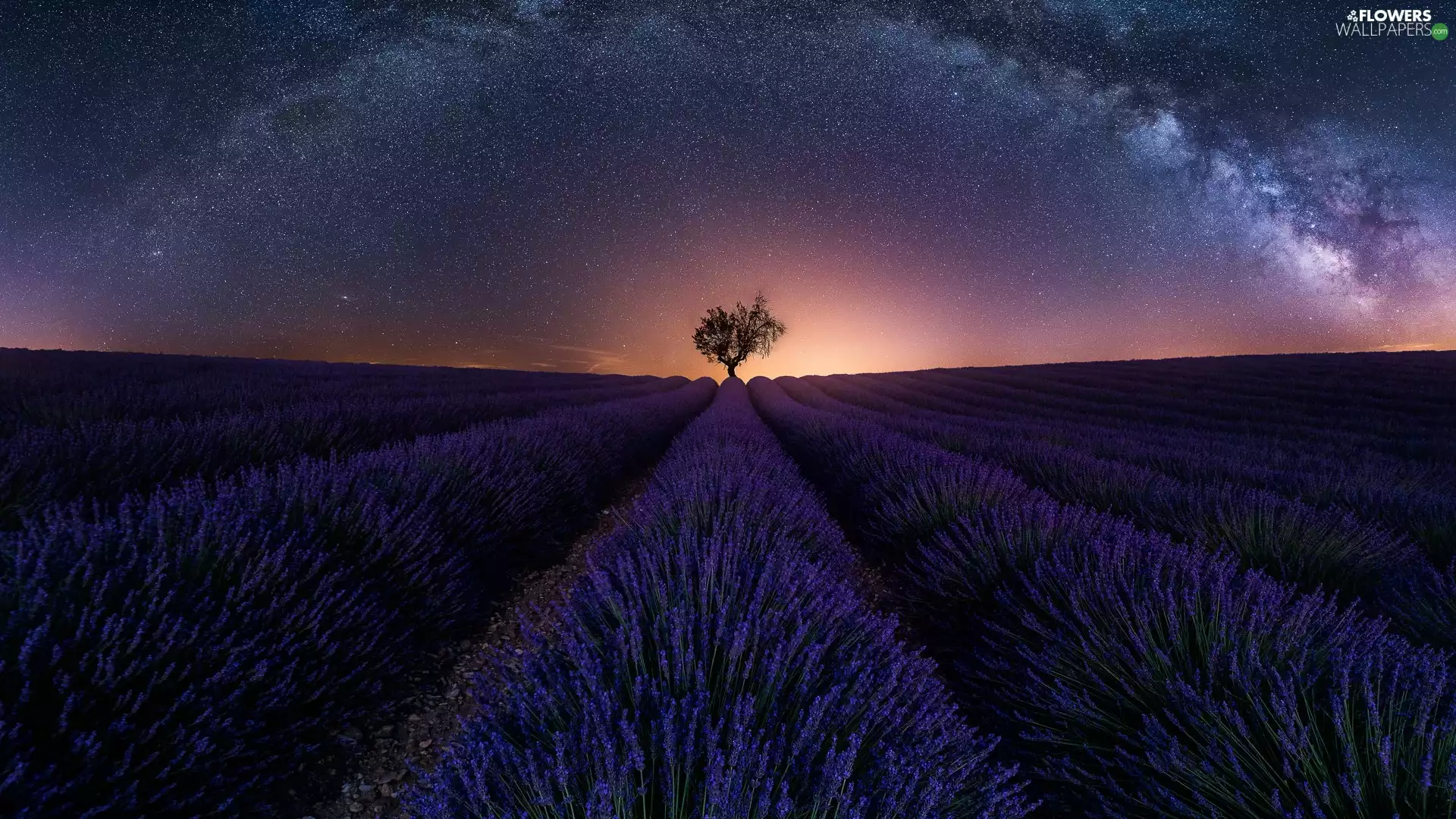 trees, Field, Star way, Night, star, lavender
