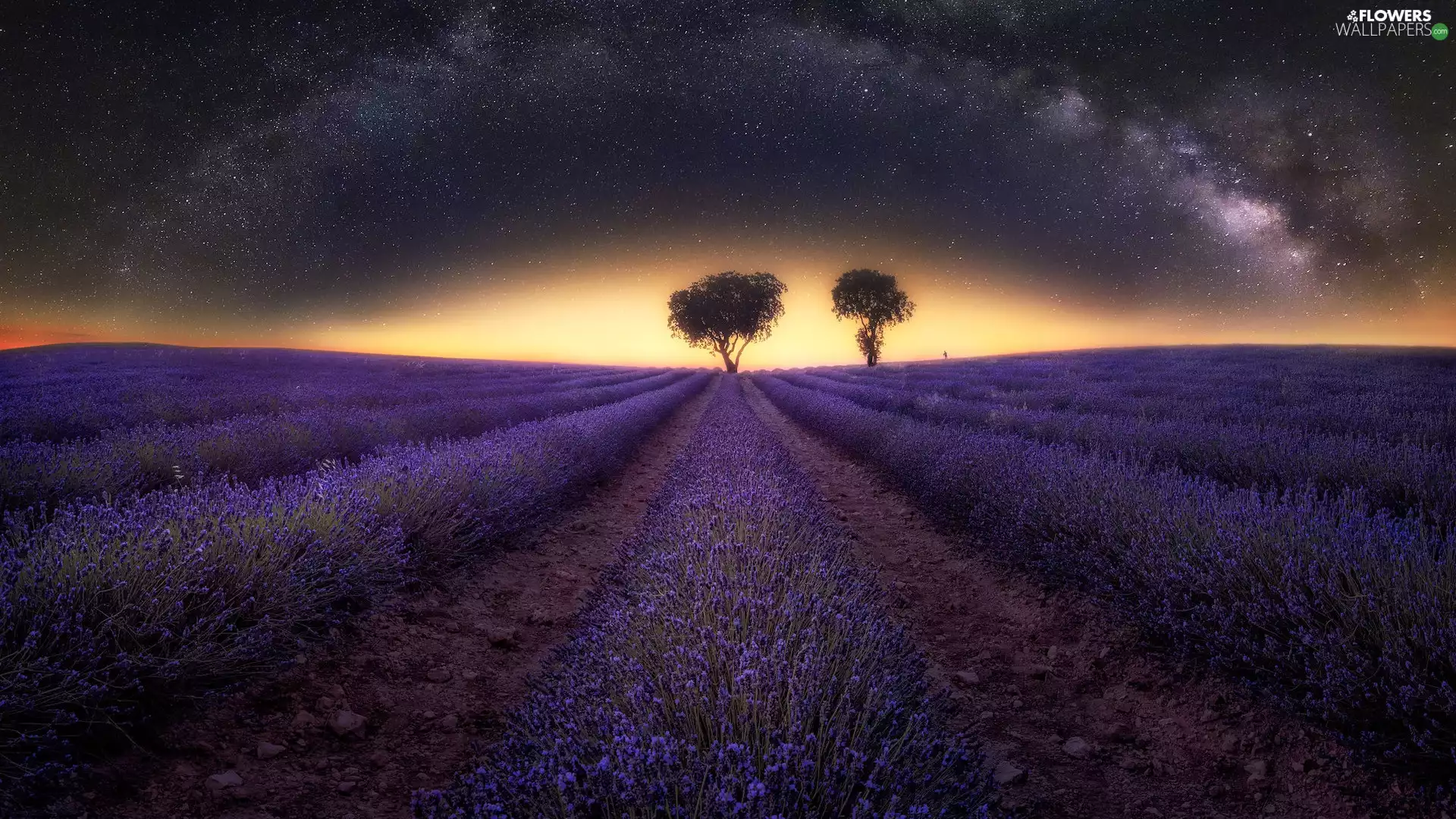 viewes, lavender, star, trees, Field, Night, Star way