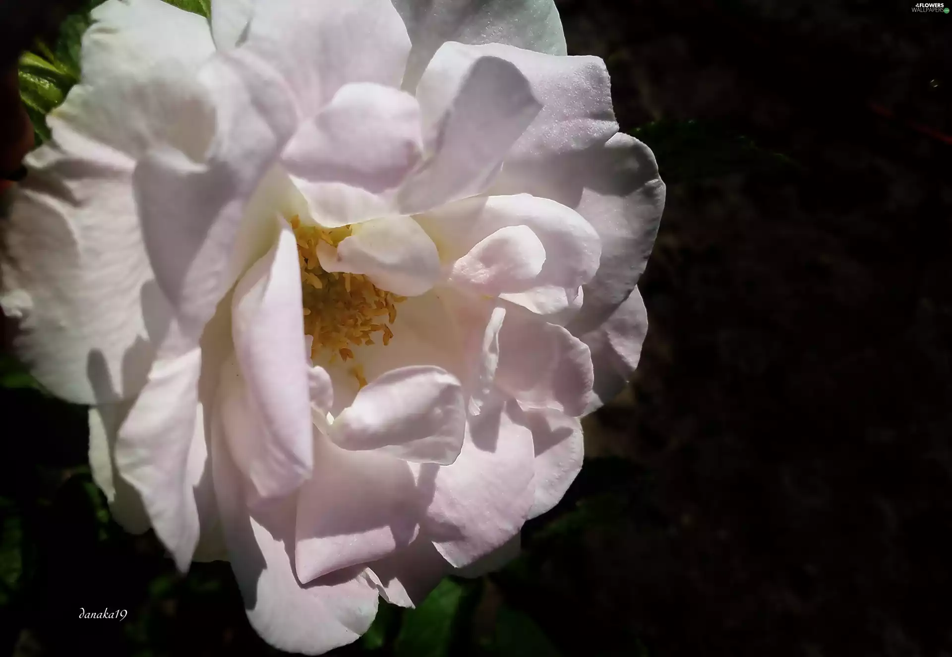 developed, Pink, rose, weakly