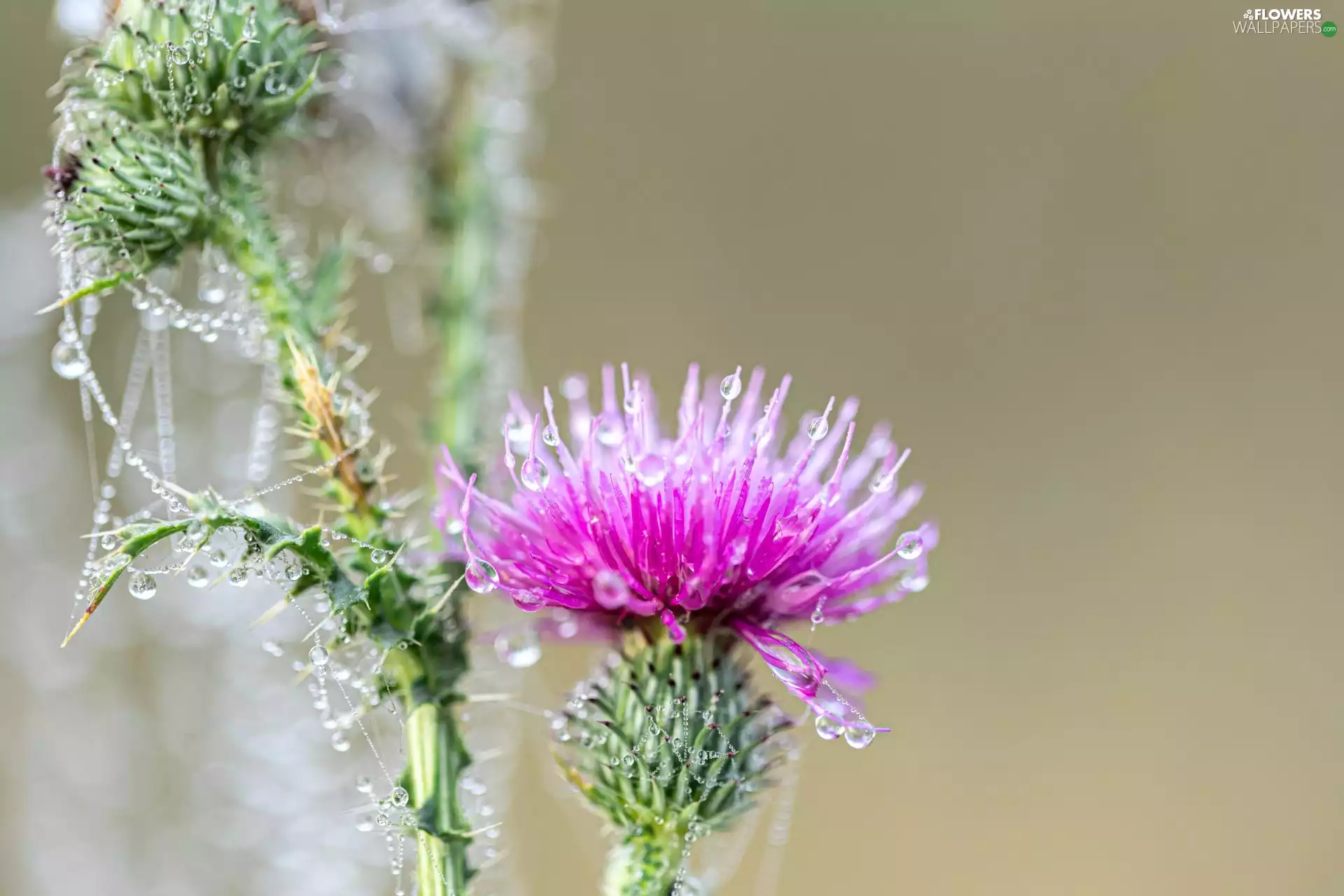 teasel, Colourfull Flowers, Web, dew, Buds, Pink