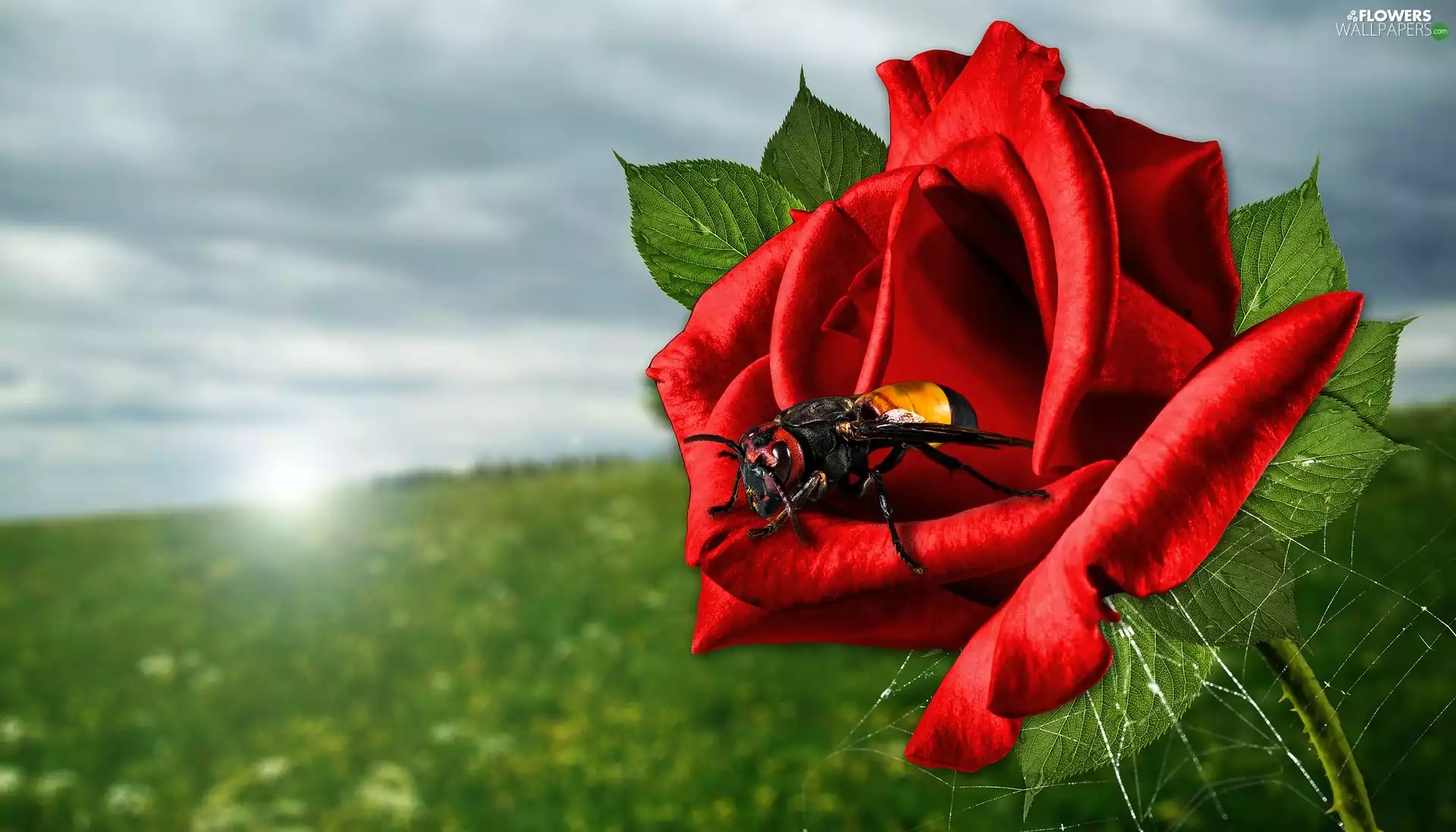 Web, rose, Insect