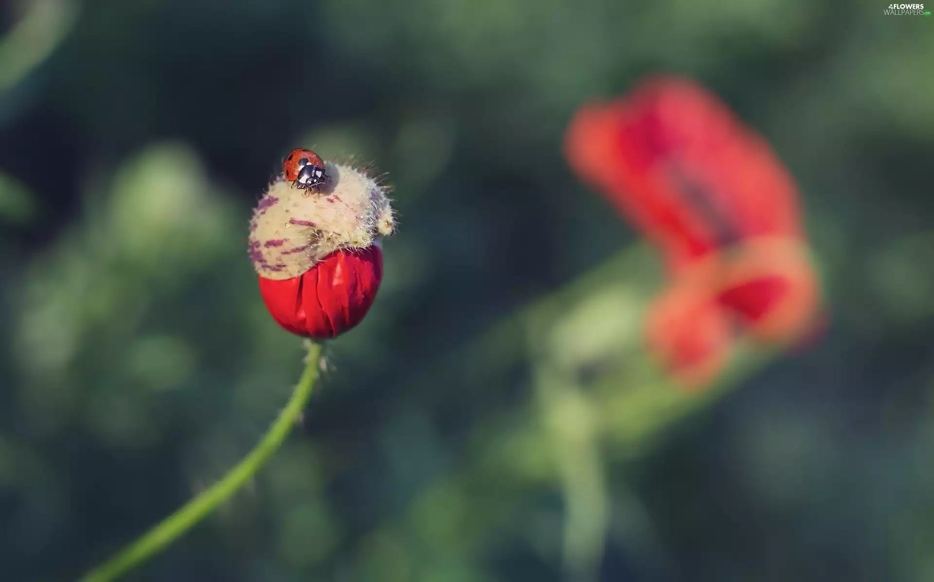 Colourfull Flowers, red weed, ladybird, bud