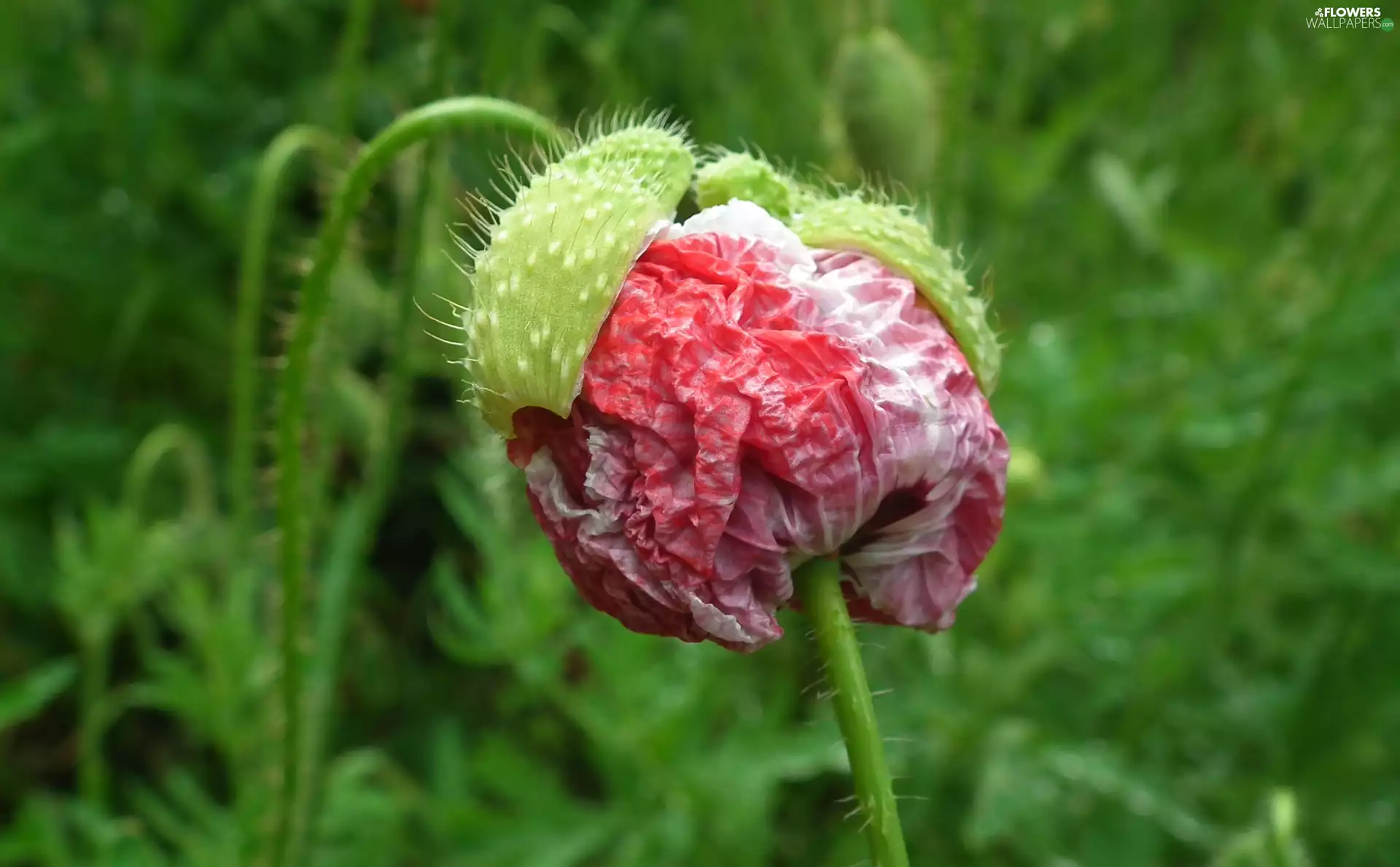 bud, nature, red weed