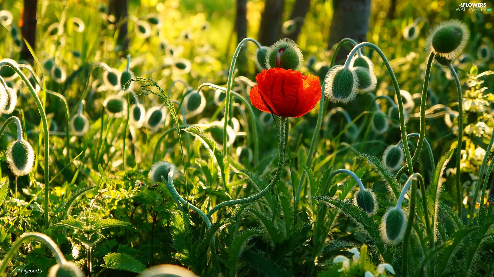red weed, Buds, Meadow, Red