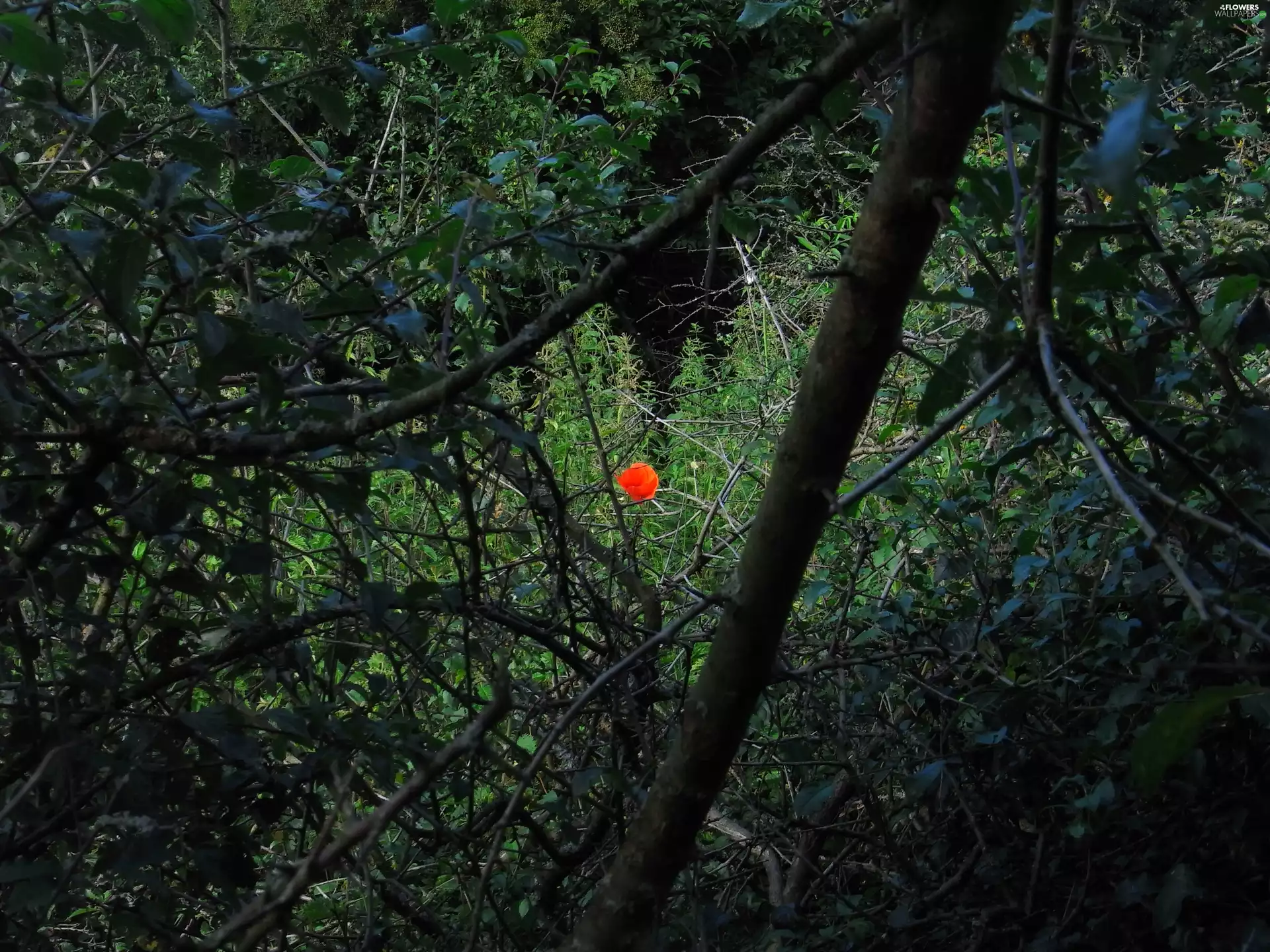 red weed, Bushes, branch pics