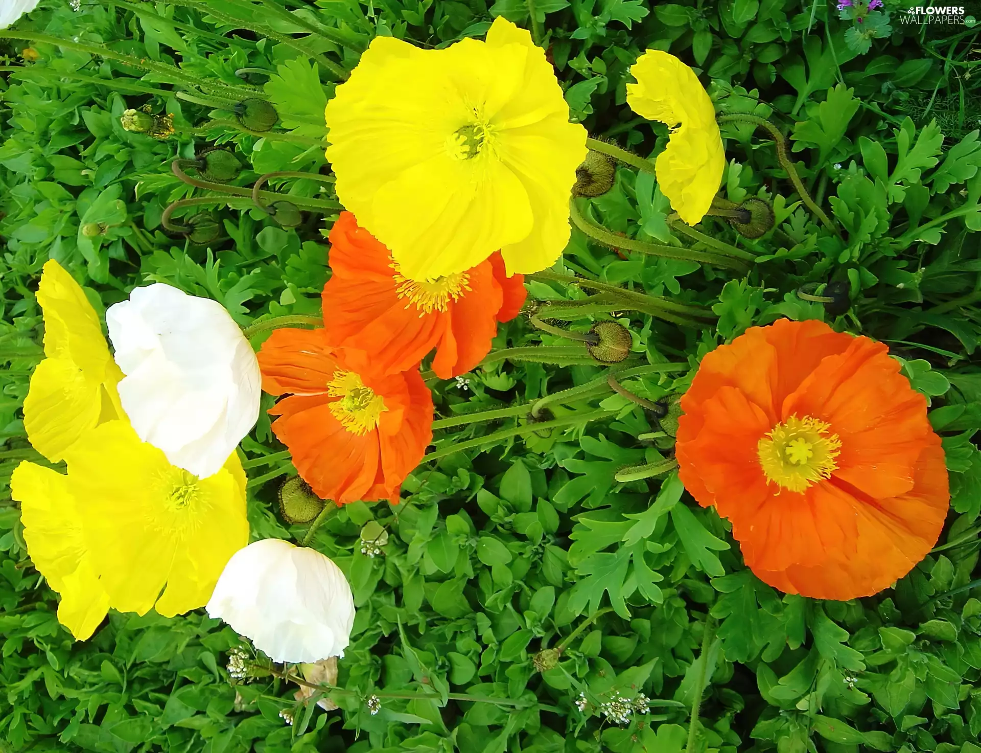 California, color, red weed