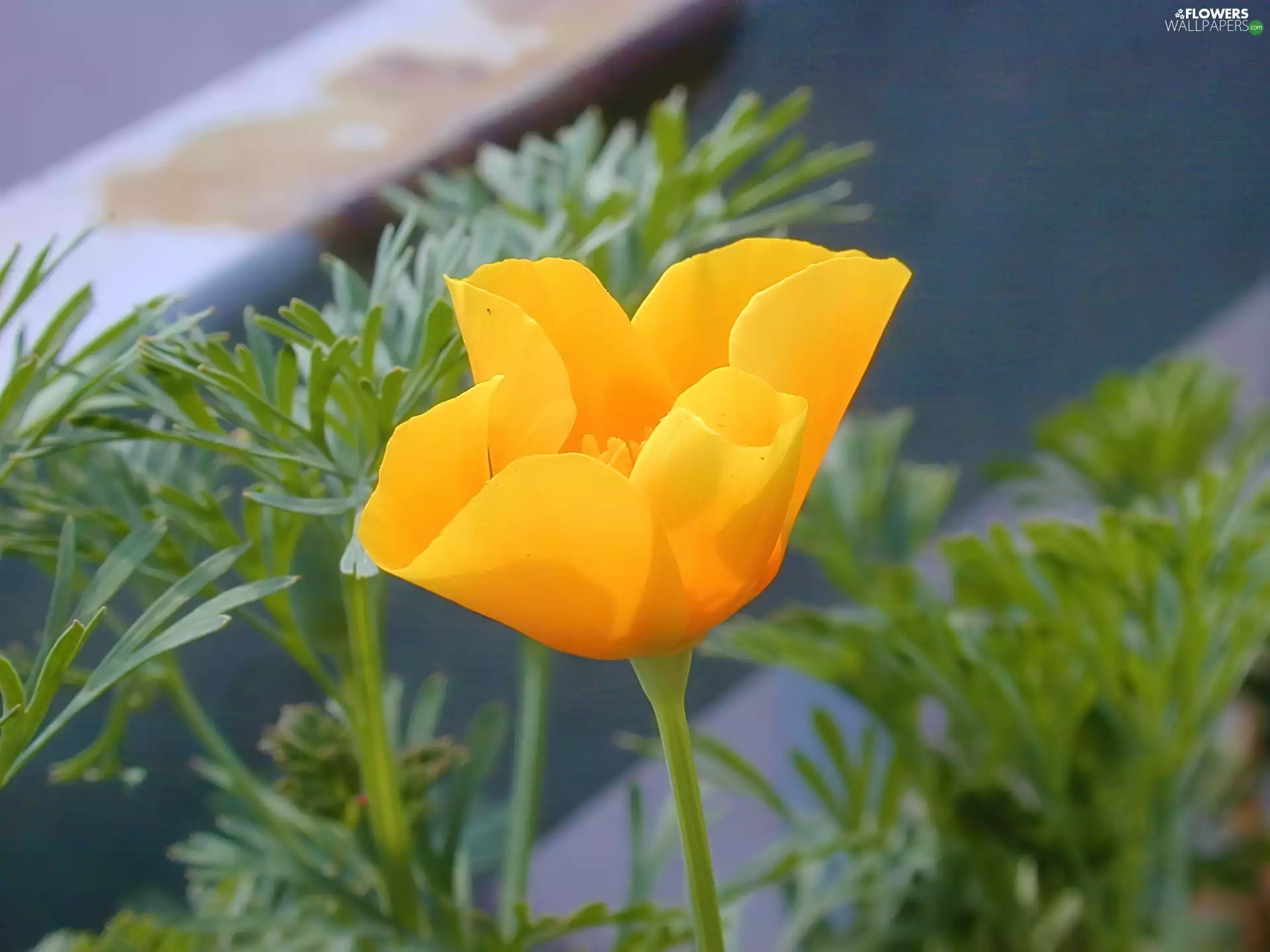 California, Yellow, red weed
