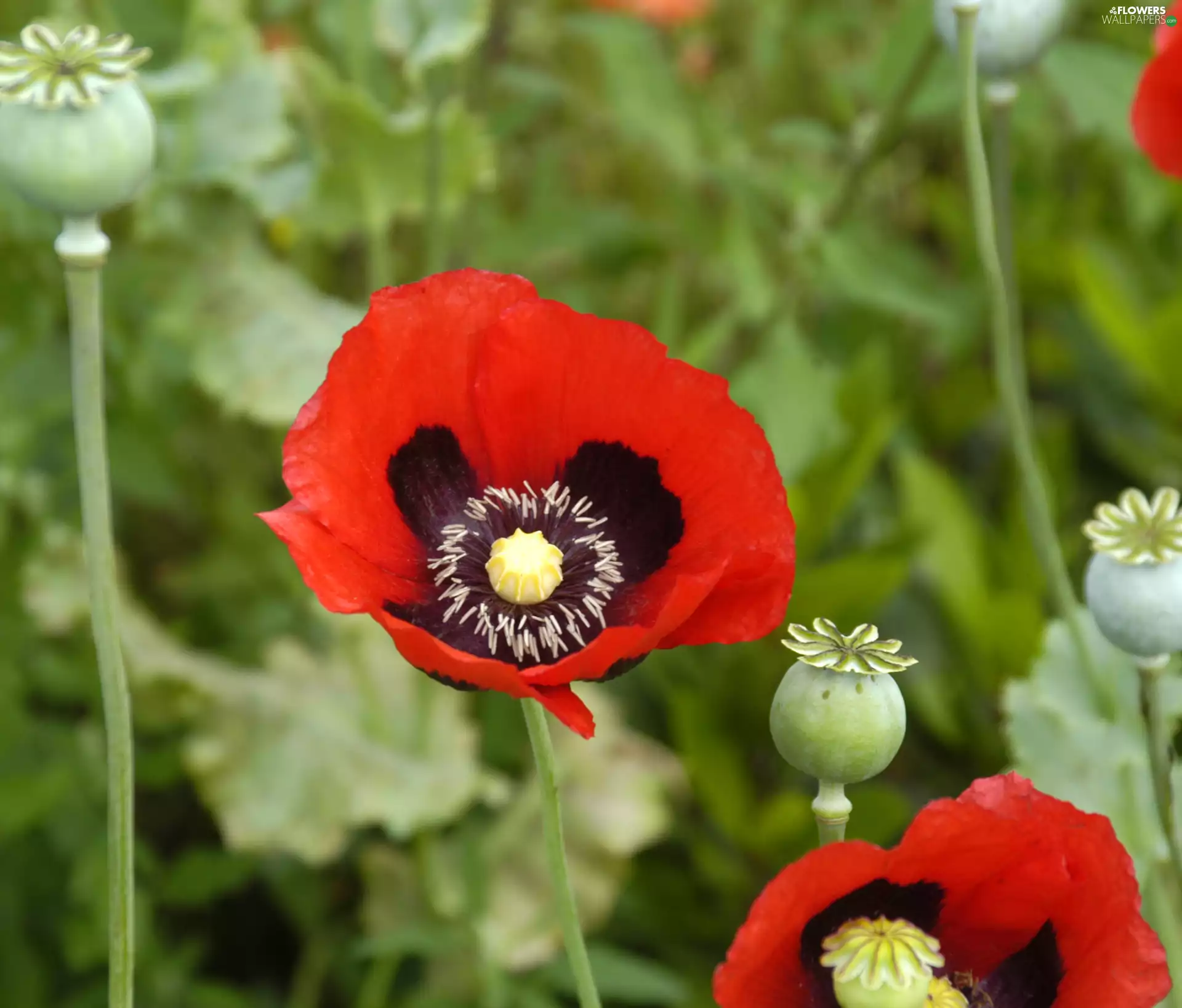 Capsules, Red, red weed