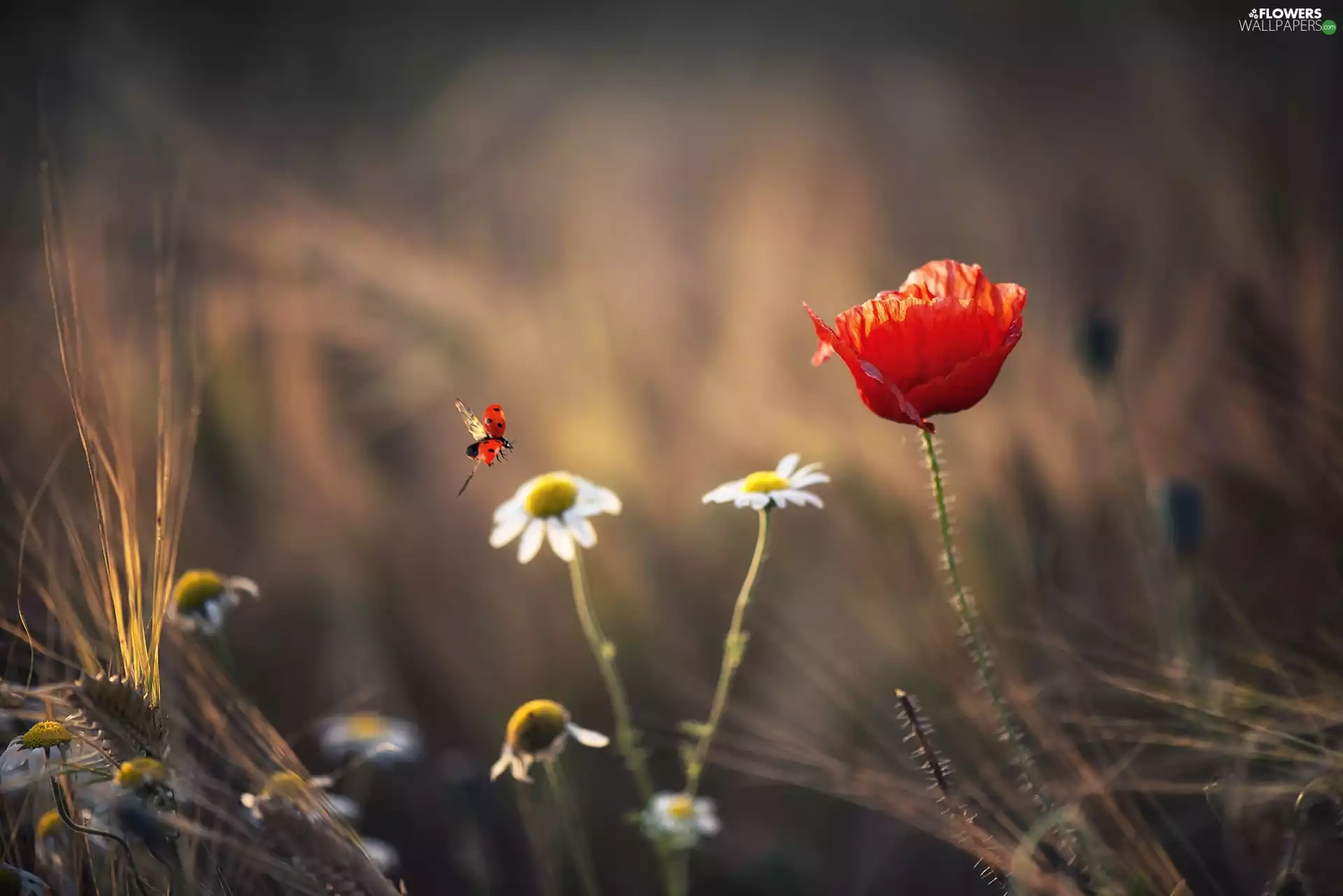 chamomile, ladybird, red weed