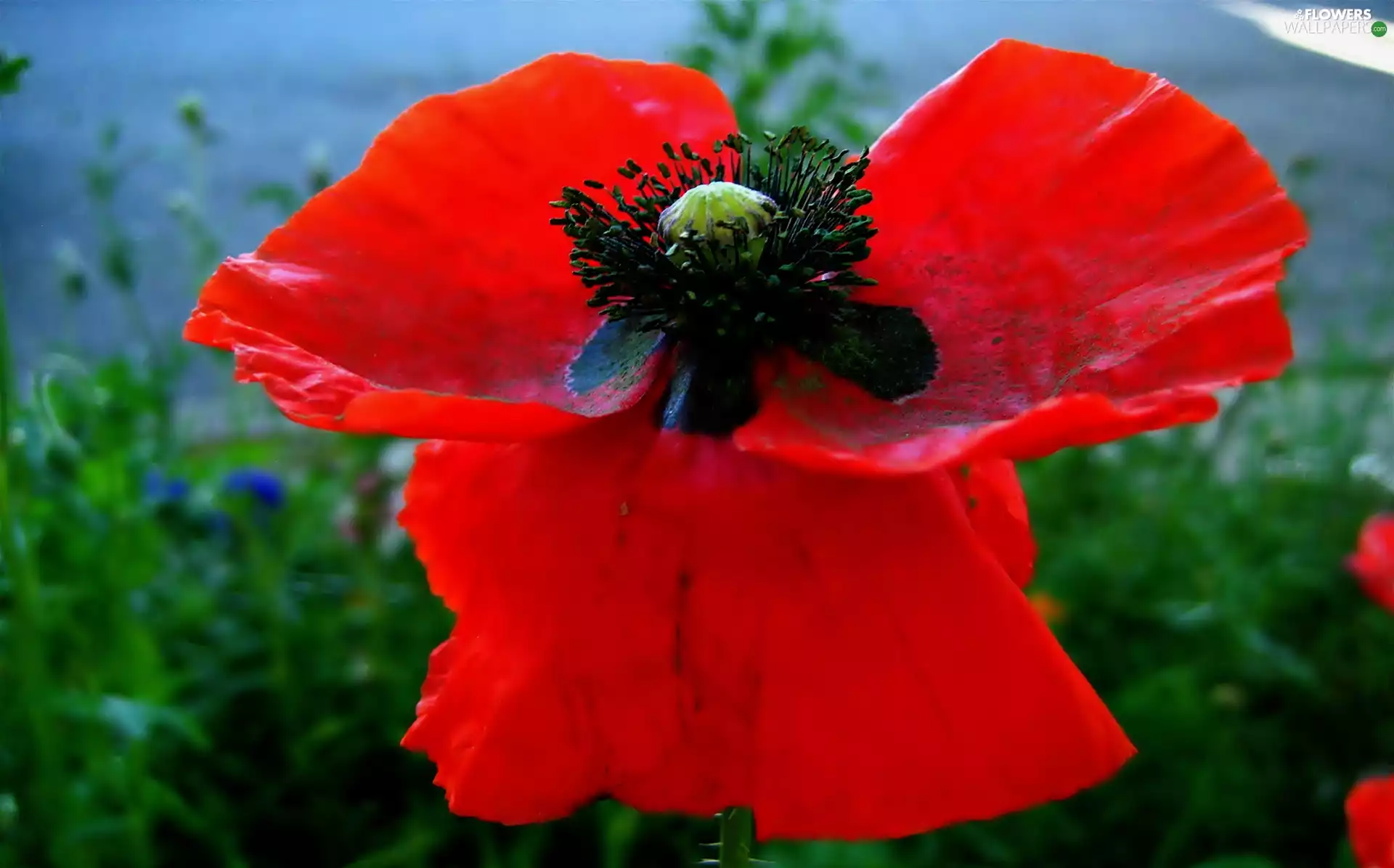 Colourfull Flowers, red weed