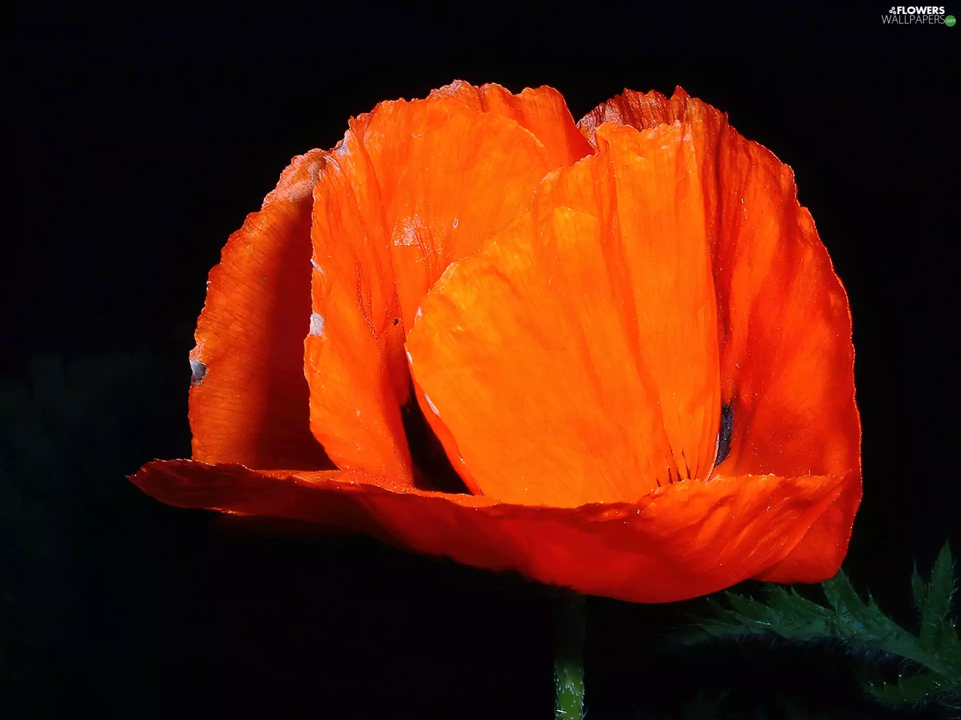 Colourfull Flowers, red weed