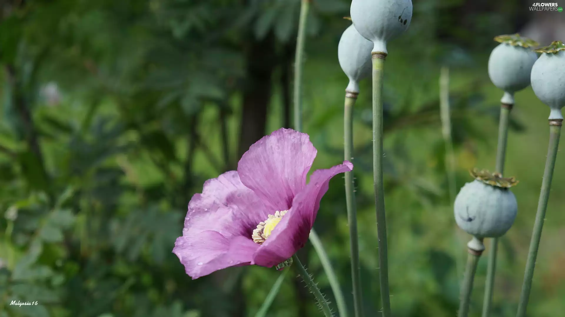 Colourfull Flowers, red weed