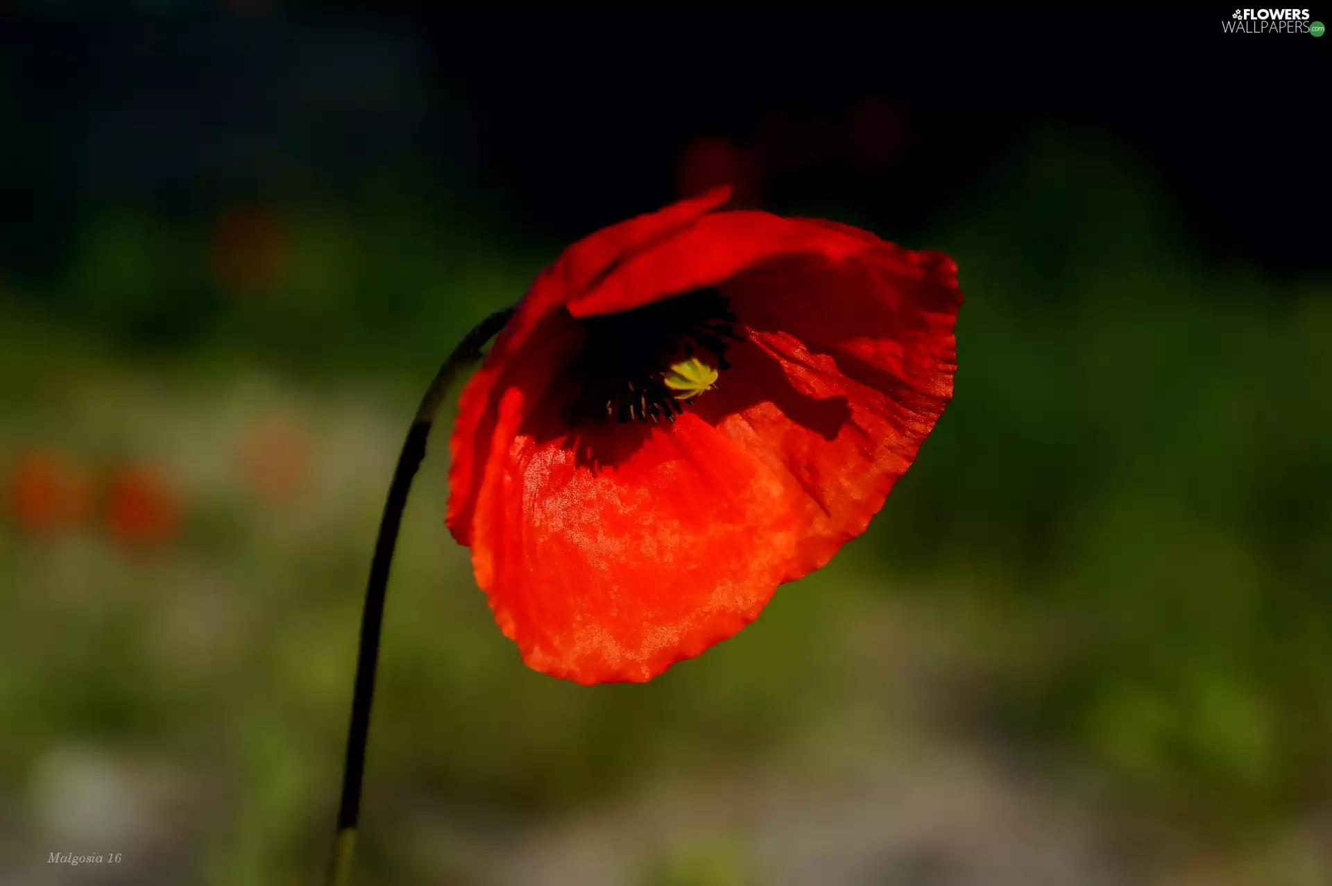 red weed, Colourfull Flowers, Red