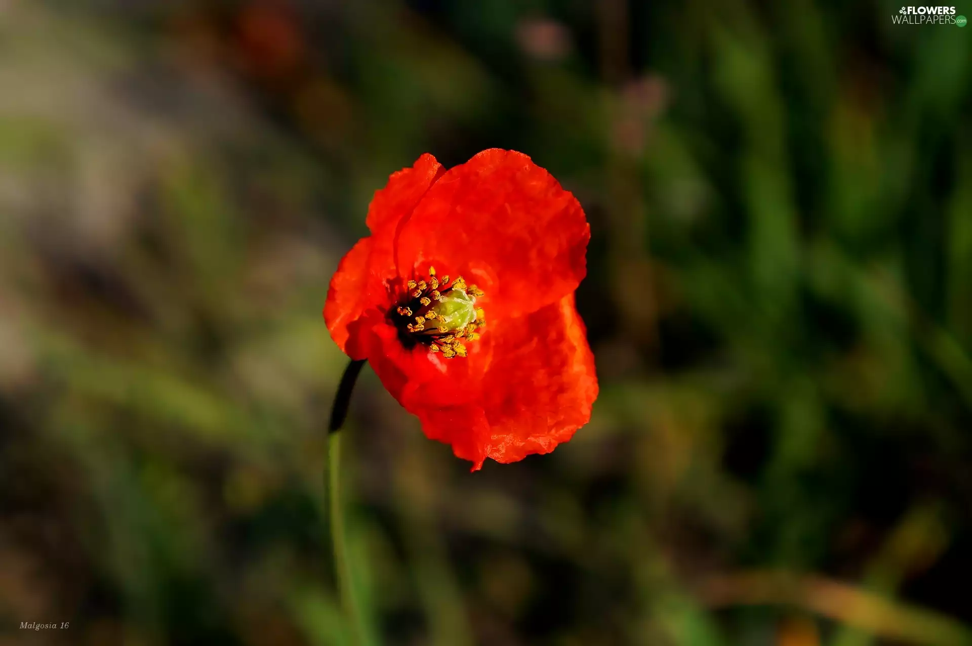 red weed, Colourfull Flowers, Red