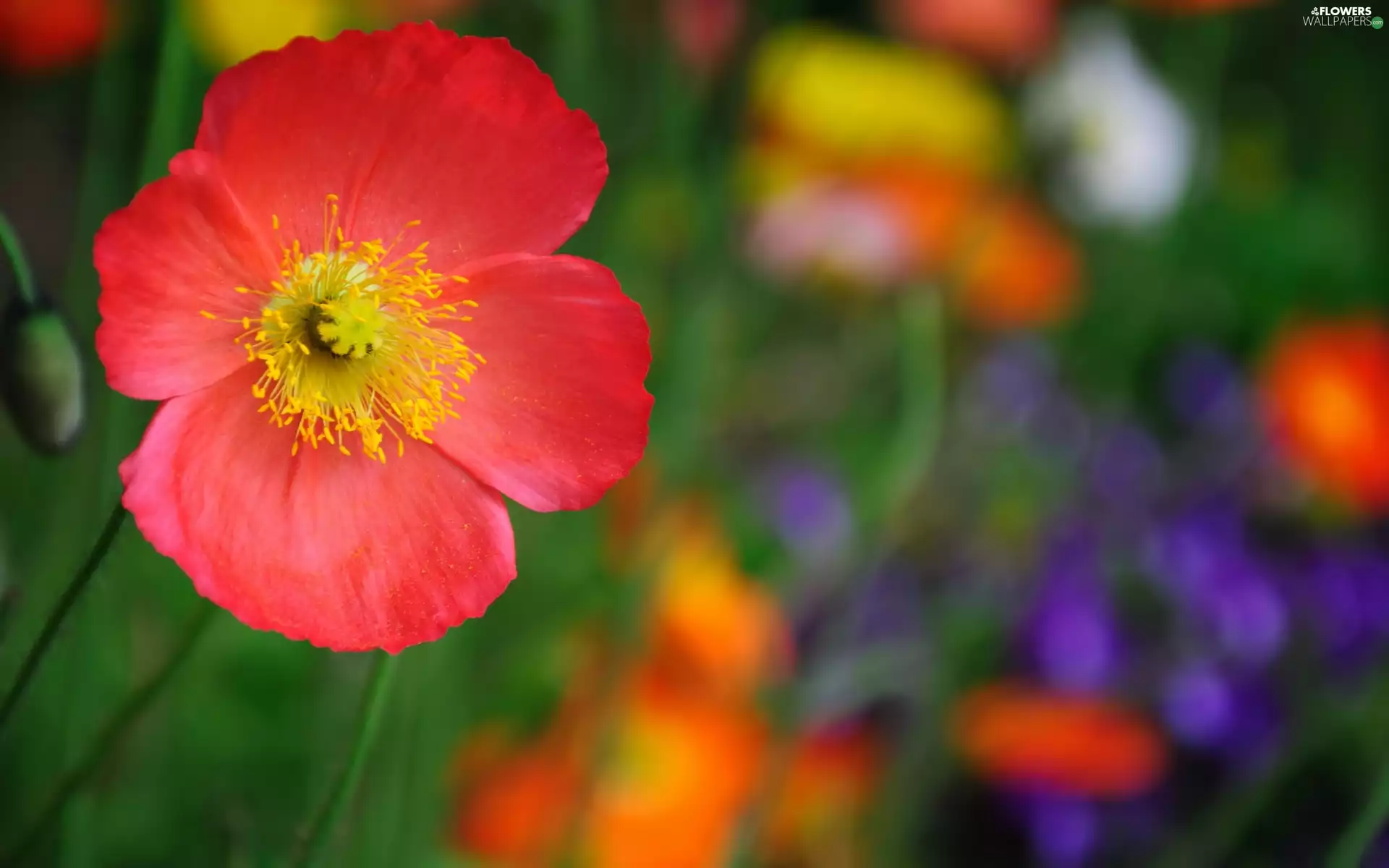 Colourfull Flowers, red weed