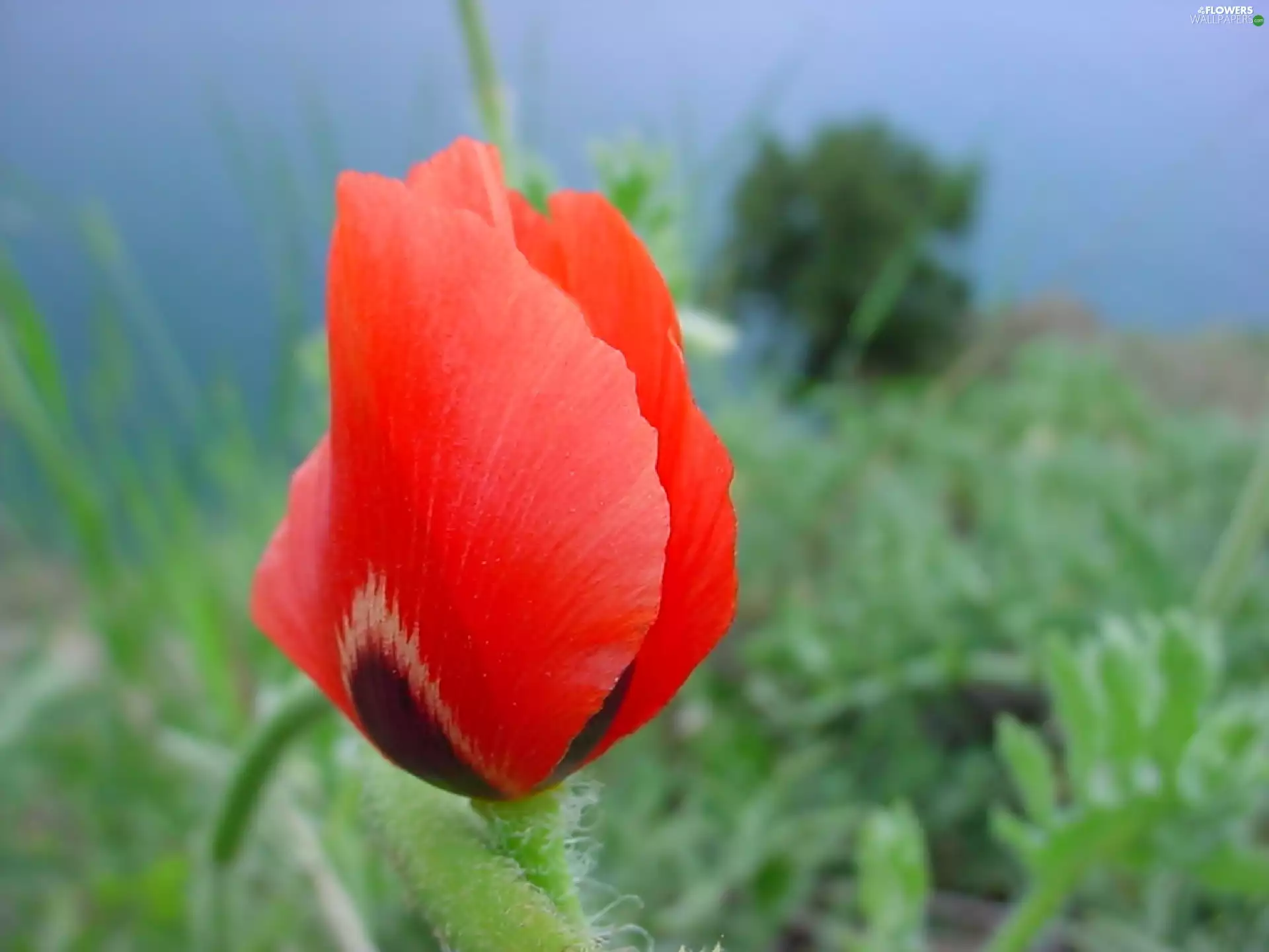field, Red, red weed