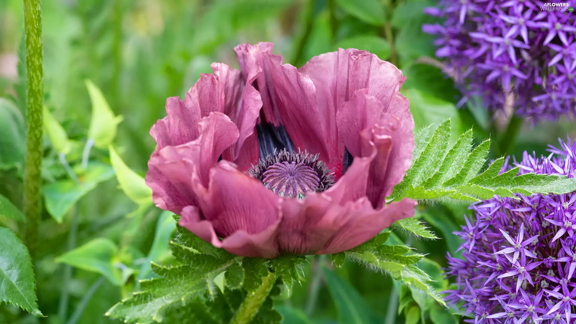 red weed, Flowers, Allium, purple