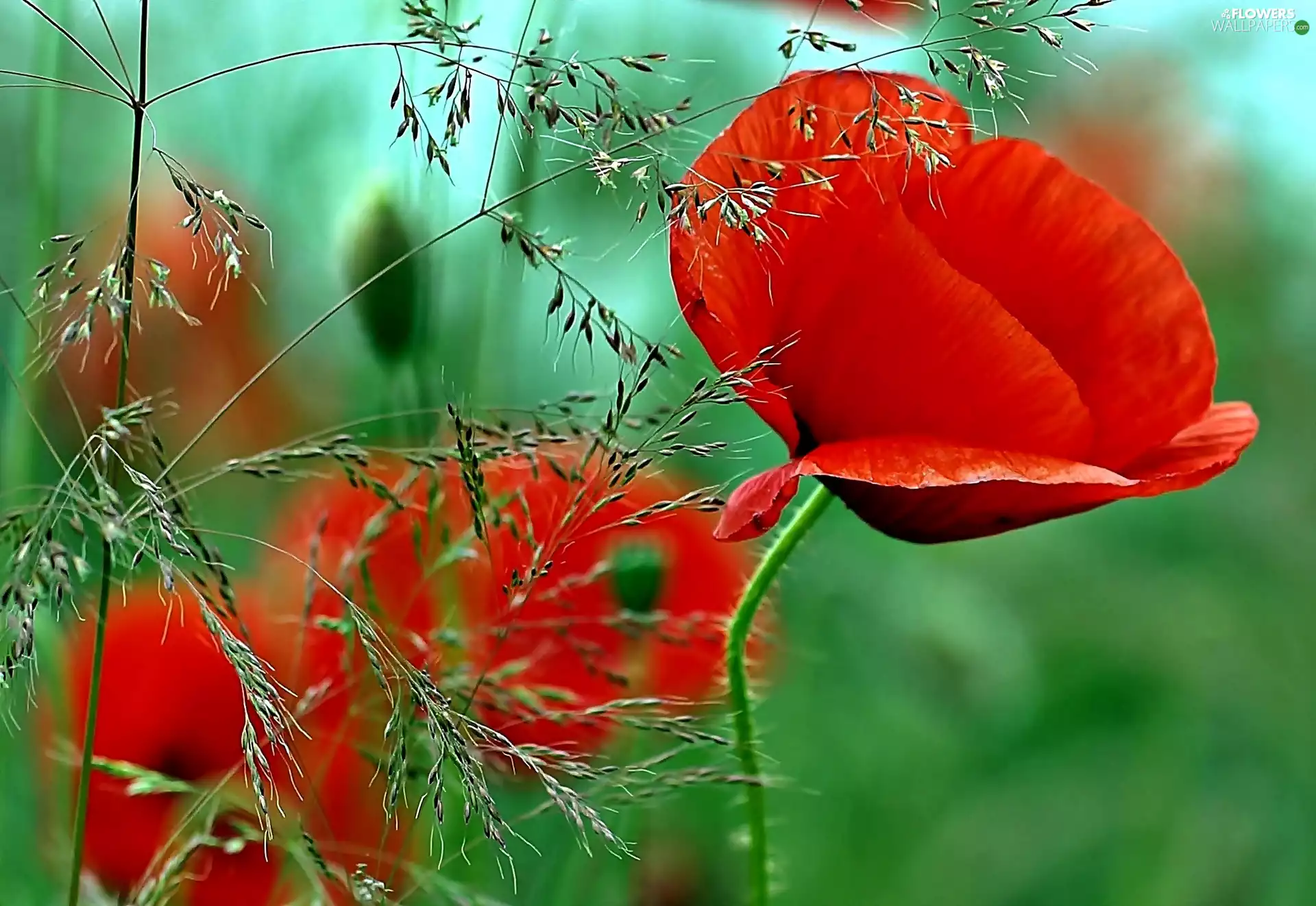 red weed, grass, Close, Ears