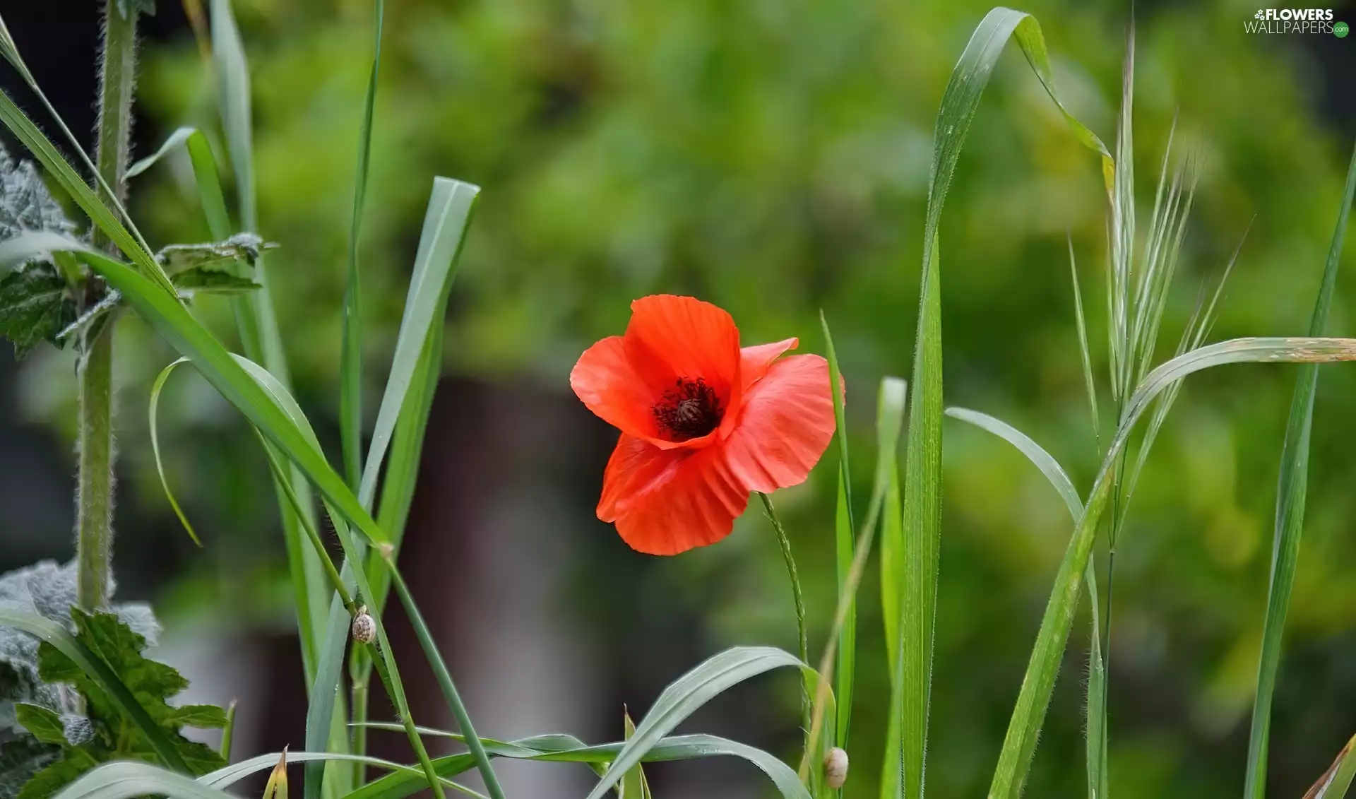 grass, Red, red weed