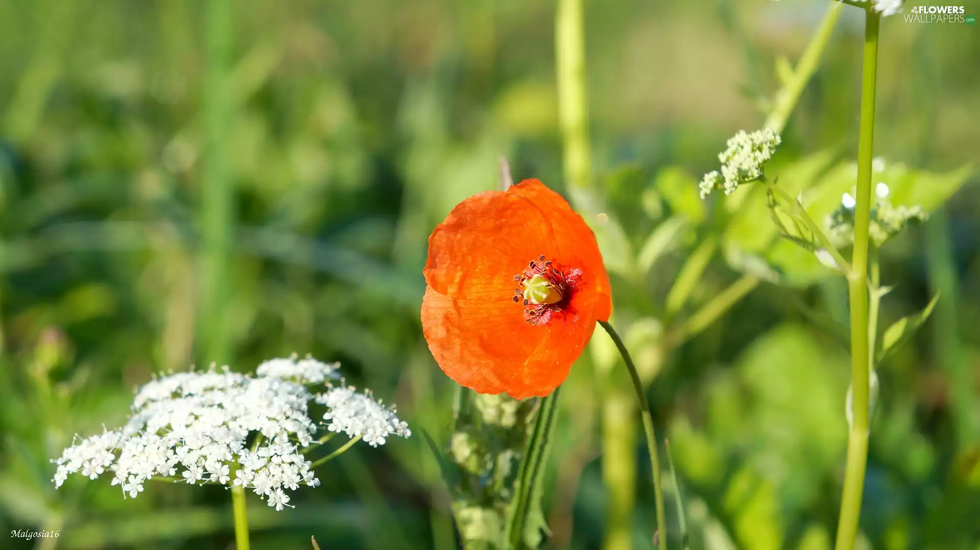 Meadow, Red, red weed