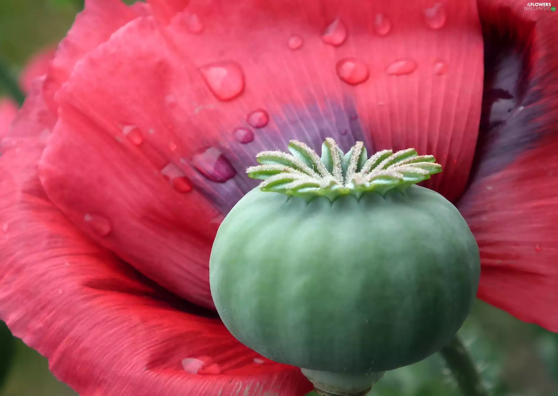 red weed, nature, Colourfull Flowers