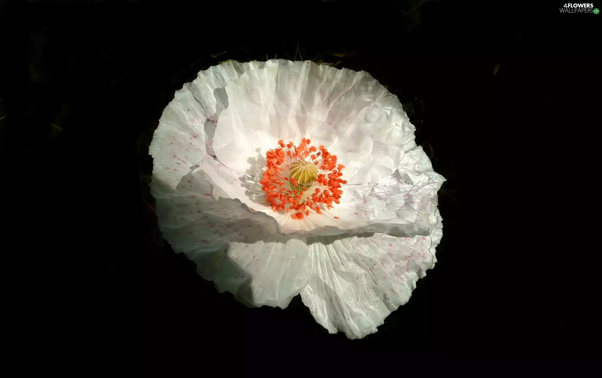 red weed, nature, Colourfull Flowers