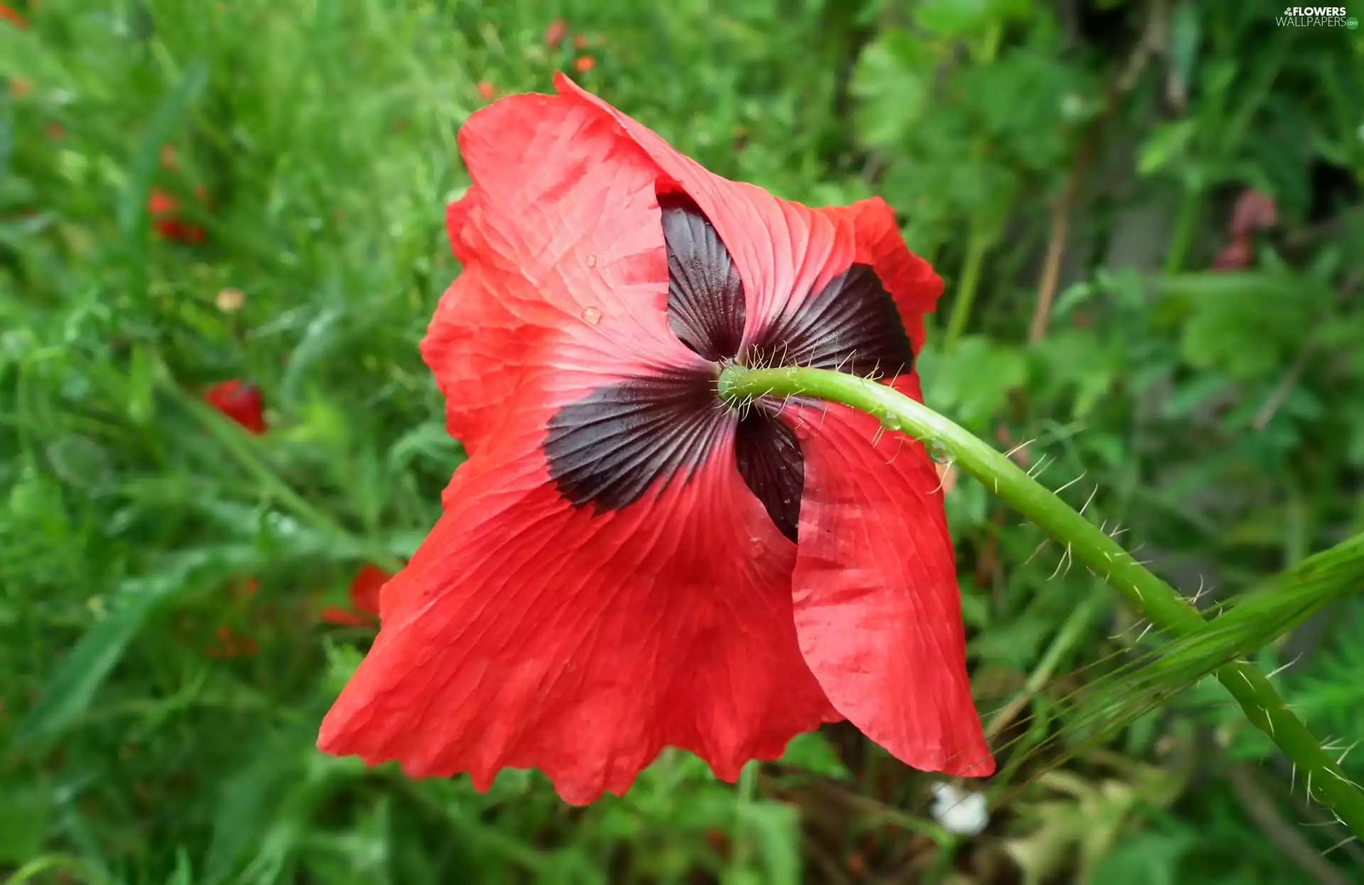 red weed, nature, Colourfull Flowers