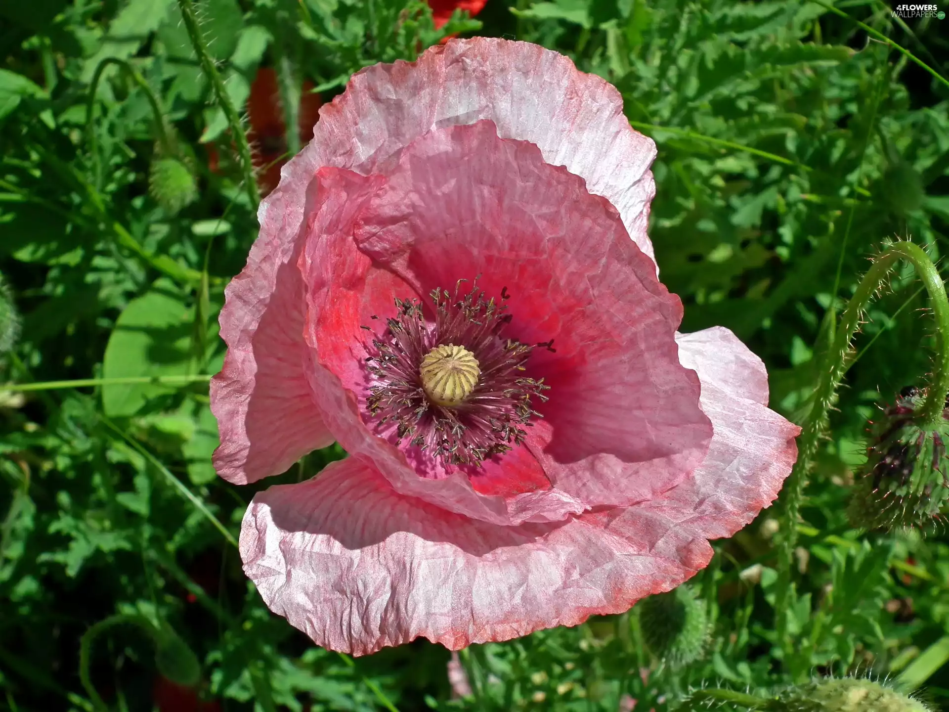 red weed, nature, Colourfull Flowers