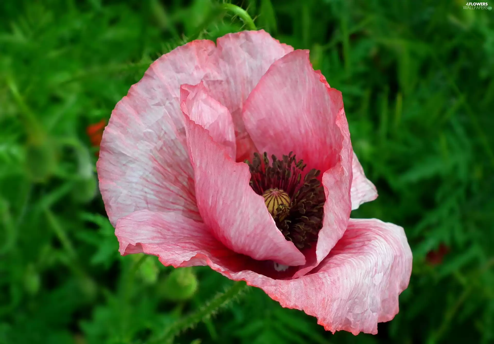 red weed, nature, Colourfull Flowers