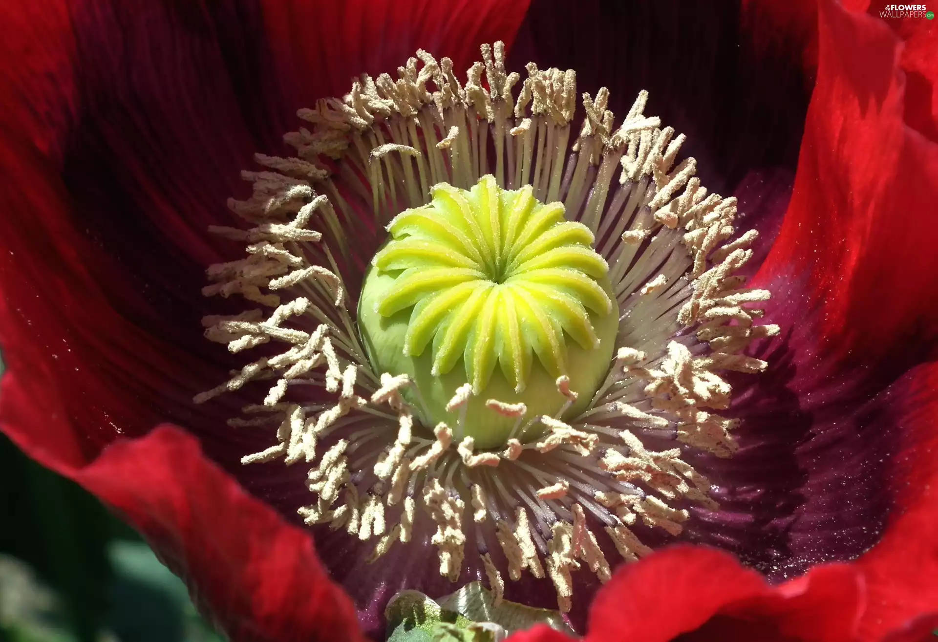 red weed, nature, Colourfull Flowers