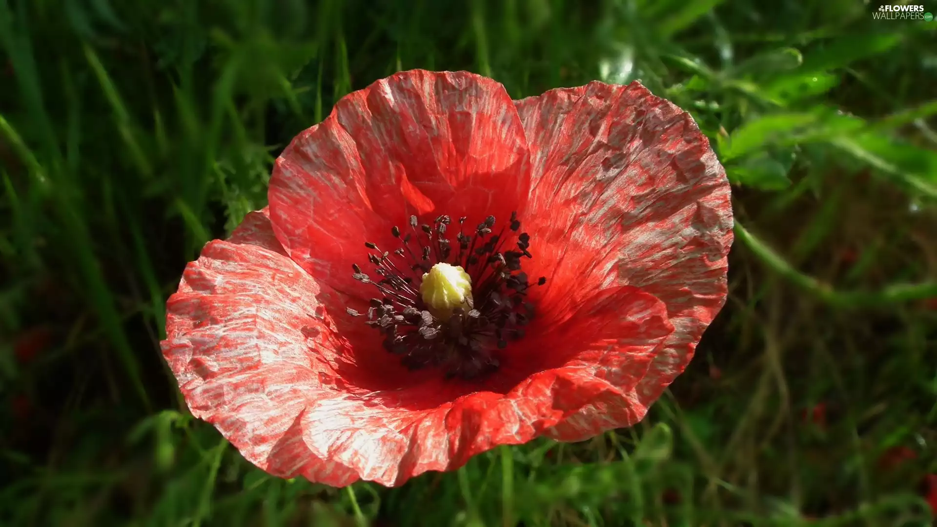 red weed, nature, Colourfull Flowers