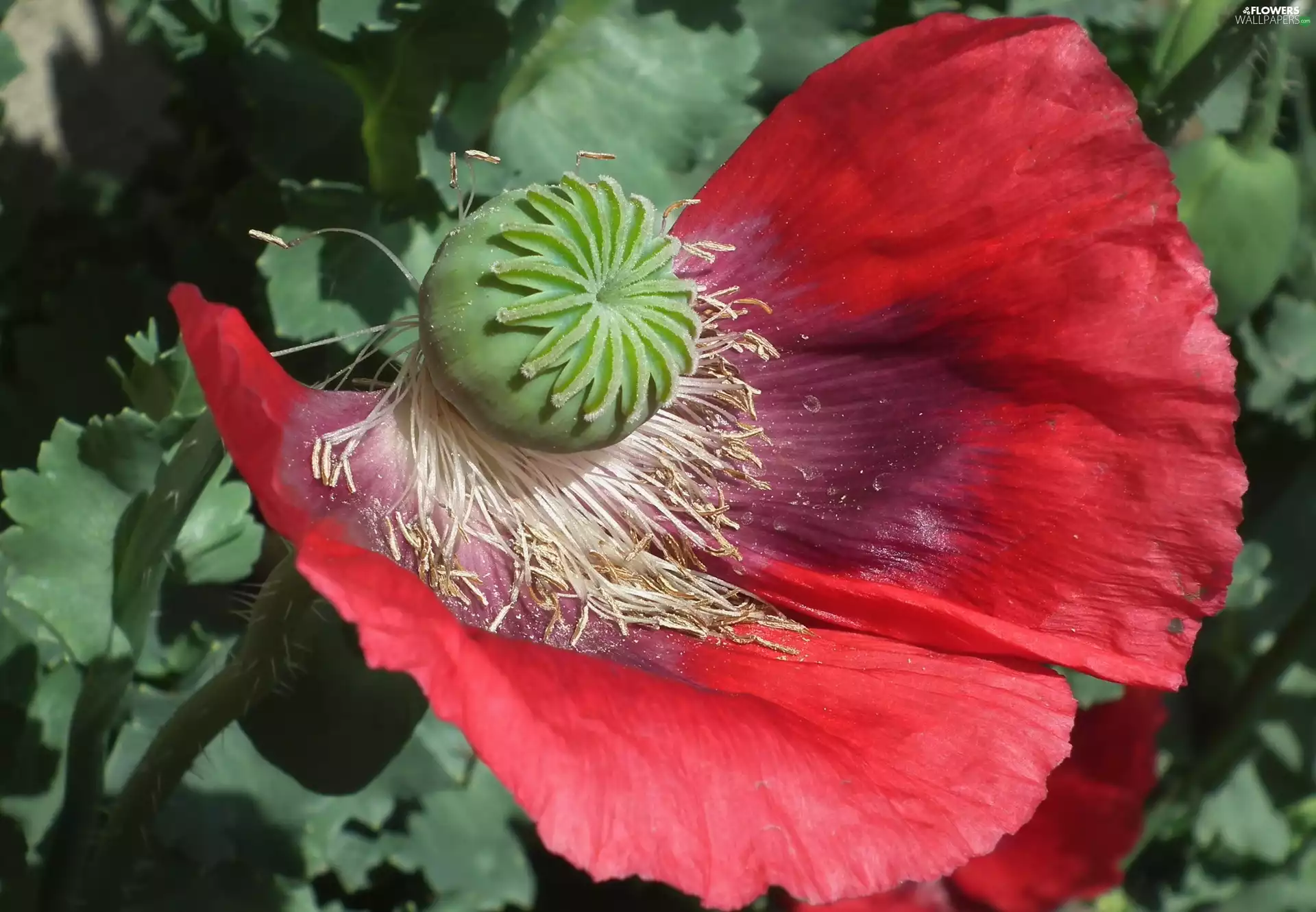 red weed, nature, Colourfull Flowers