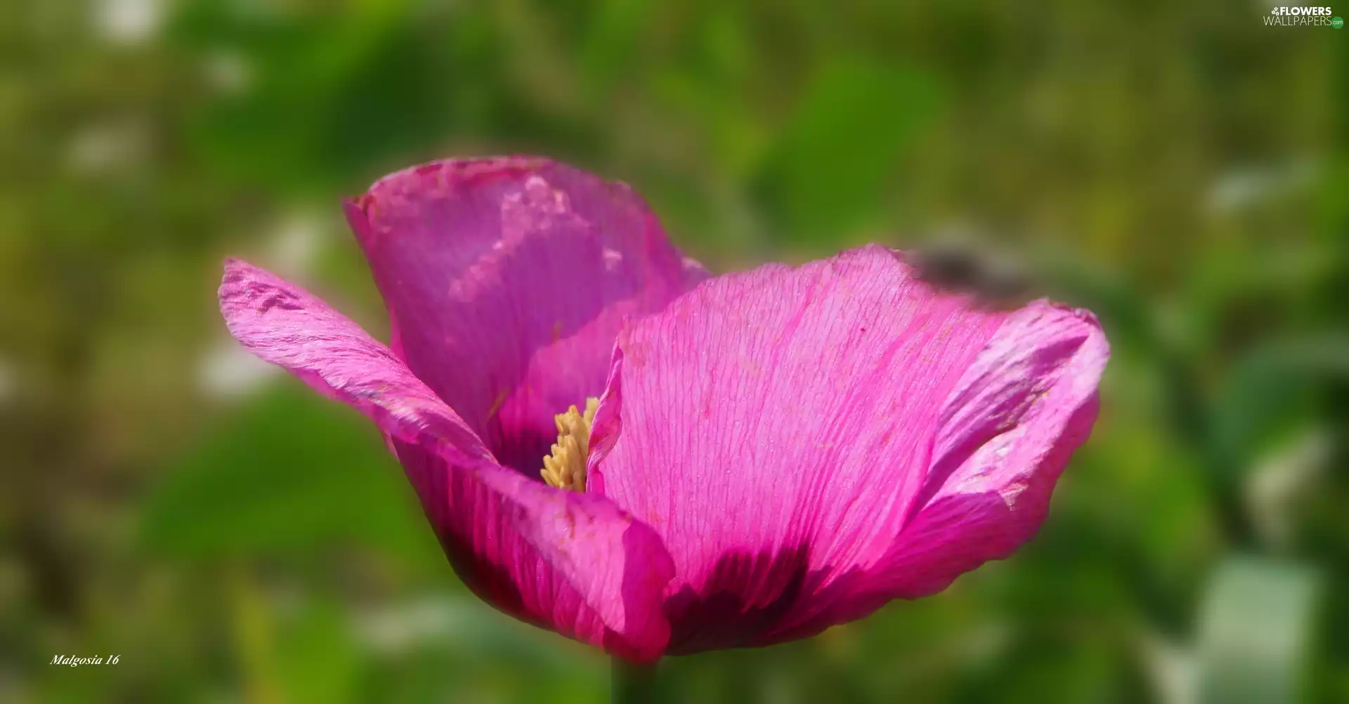 red weed, Pink, Colourfull Flowers