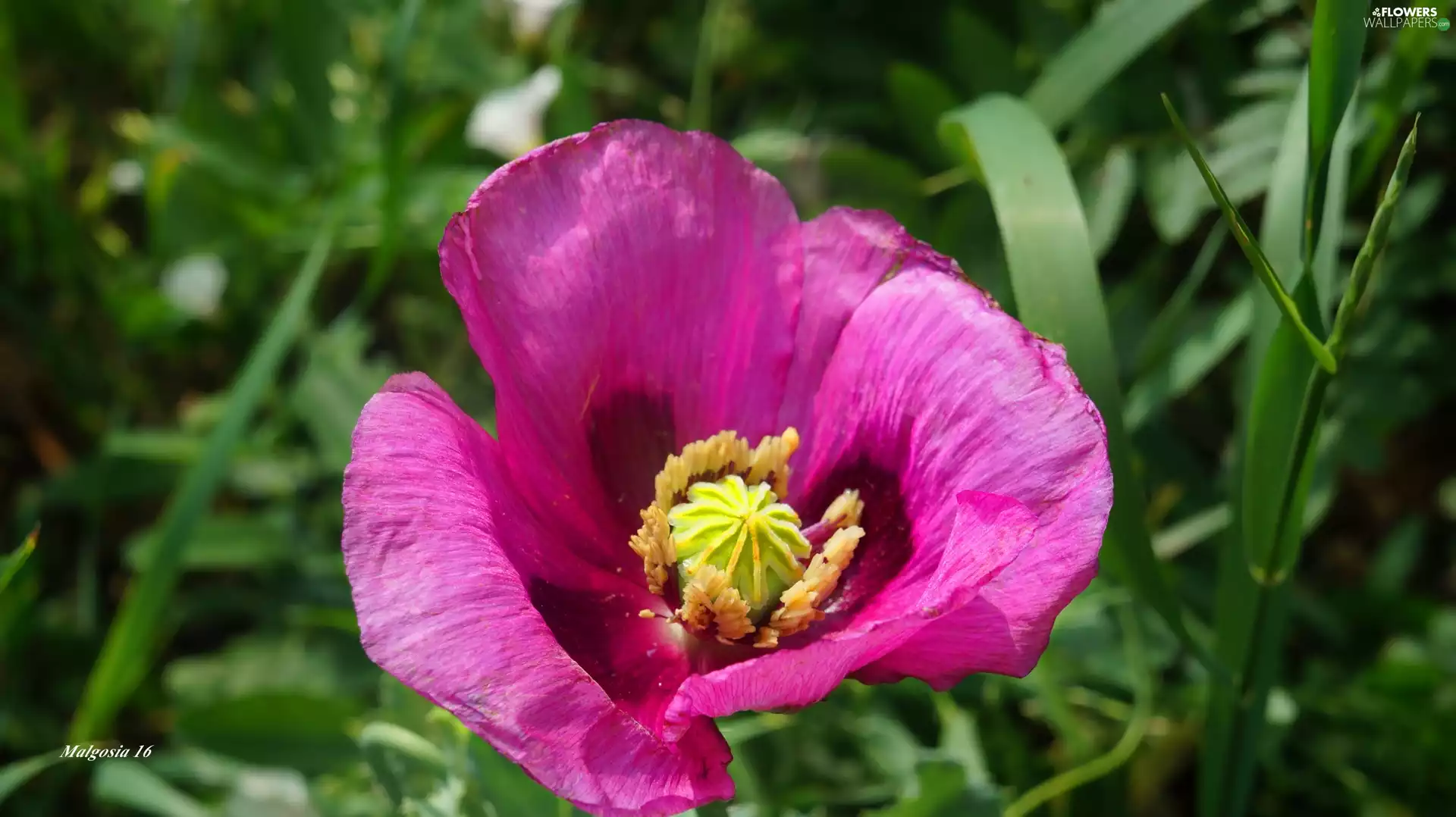 red weed, Pink, Colourfull Flowers