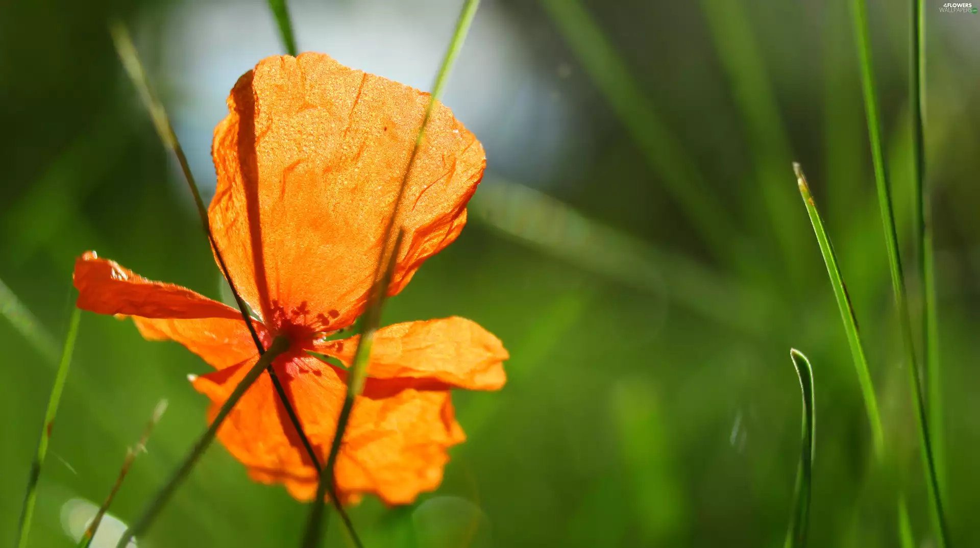 drops, flower, rapprochement, blurry background, flakes, red weed
